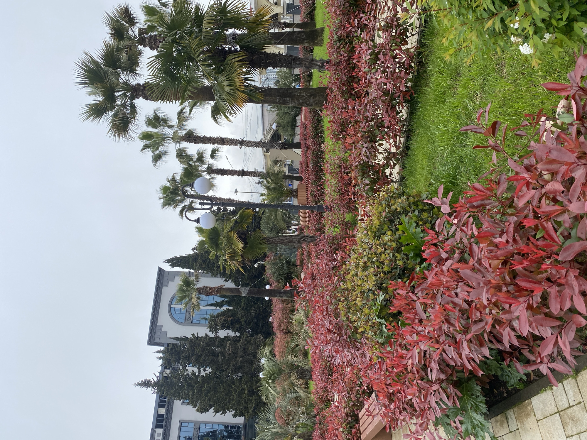 This media file captures a serene urban landscape, likely a park or boulevard in Sochi, Russia. The scene is characterized by lush subtropical vegetation and architectural elements under an overcast sky.
In the foreground, a prominent hedge of bushes with vibrant, deep red leaves stretches across the image, creating a strong color contrast with the surrounding greenery. Behind this, areas of neatly manicured green grass and other green bushes are visible. A row of tall palm trees with sturdy trunks and large, fan-like fronds stands throughout the midground, accompanied by other tall, dark green, conical trees, possibly cypresses.
In the background, several light-colored buildings with a modern architectural style can be seen, one featuring a distinct large arched window. Elegant streetlights with spherical white lamps are interspersed among the trees and along what appears to be a paved pathway. Parts of brown, possibly wooden, benches are also discernible near the red-leafed bushes.
The sky is uniformly overcast and light grey, indicating a cloudy daytime setting without direct sunlight. The overall atmosphere suggests a well-maintained, tranquil public space typical of a resort city. There is no visible human activity or discernible text within the image.