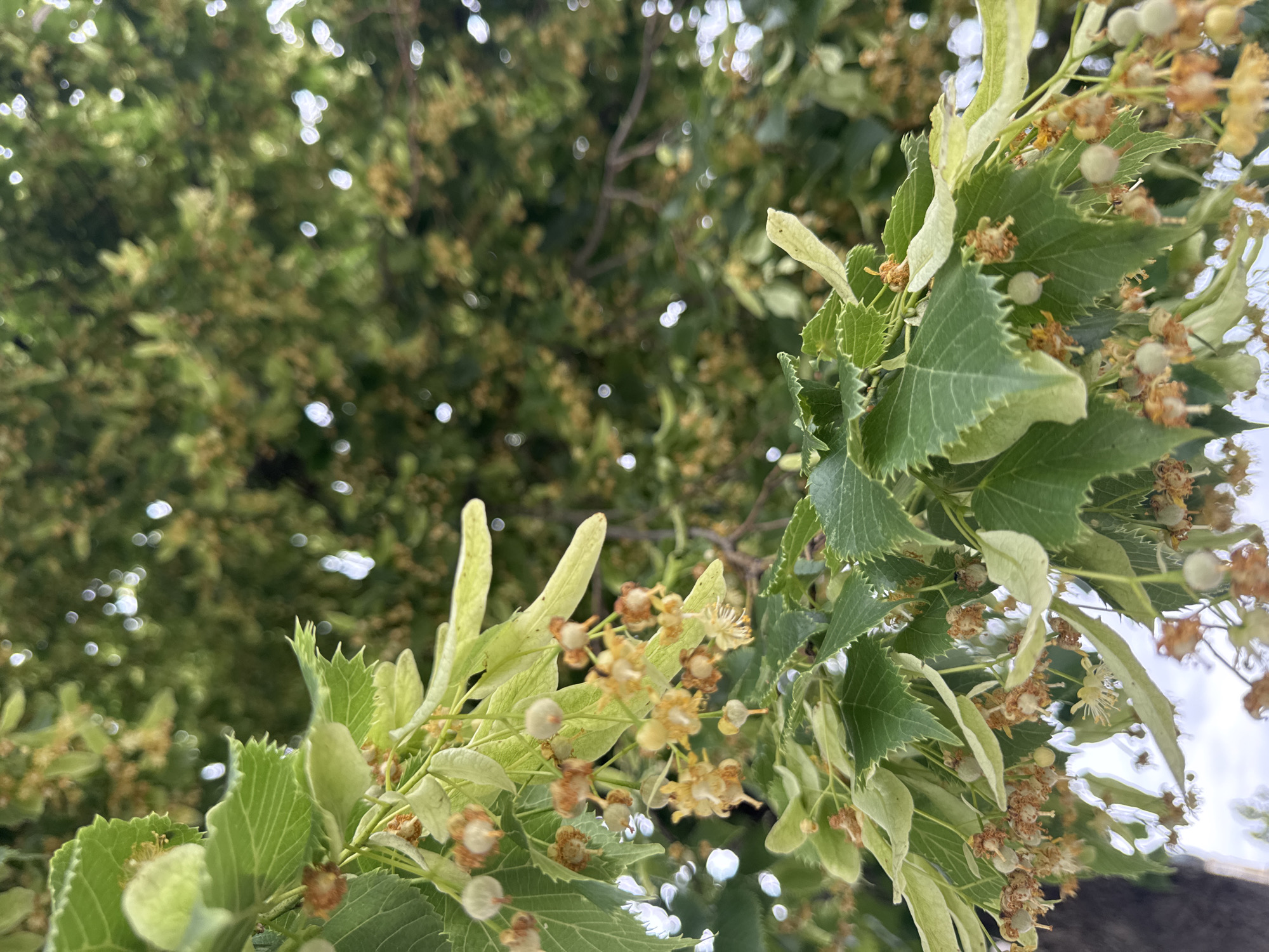 The image is a close-up, low-angle shot of linden tree branches laden with developing fruit and spent flowers. The foreground is dominated by clusters of small, greenish, spherical fruits and dried, brown, papery remnants of flowers, interspersed with numerous serrated, green leaves. The leaves have prominent veins and a slightly crinkled texture. Some of the developing fruits are fuzzy and light green, while others are smaller and more developed. Long, narrow bracts, or leaf-like structures, are visible, some attached to the flower stalks. The background is a blurred expanse of green foliage and dappled light, suggesting a canopy of trees. The overall impression is of a tree in its fruiting stage during late spring or early summer. The scene is consistent with a natural outdoor environment, and given the location specified, it could be a park, garden, or street with linden trees in Hohenbrunn, Germany. No people or animals are present in the image. The lighting appears to be natural daylight, creating highlights and soft shadows.