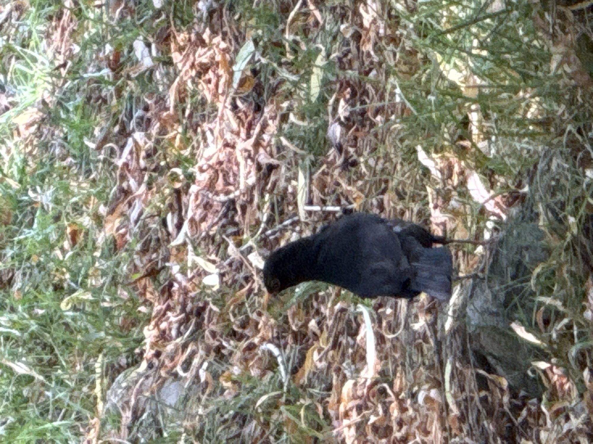 A solitary black bird stands on a rock amidst a ground covered with dried leaves, grass, and twigs. The bird is facing away from the viewer, with its head turned slightly to the left. Its feathers are dark and appear smooth. The background consists of more of the same ground cover, with patches of green grass interspersed with fallen leaves. The scene appears to be outdoors, in a natural environment. The image quality is somewhat blurry, making it difficult to discern fine details. The location is specified as the city of Mirikənd, Azerbaijan.