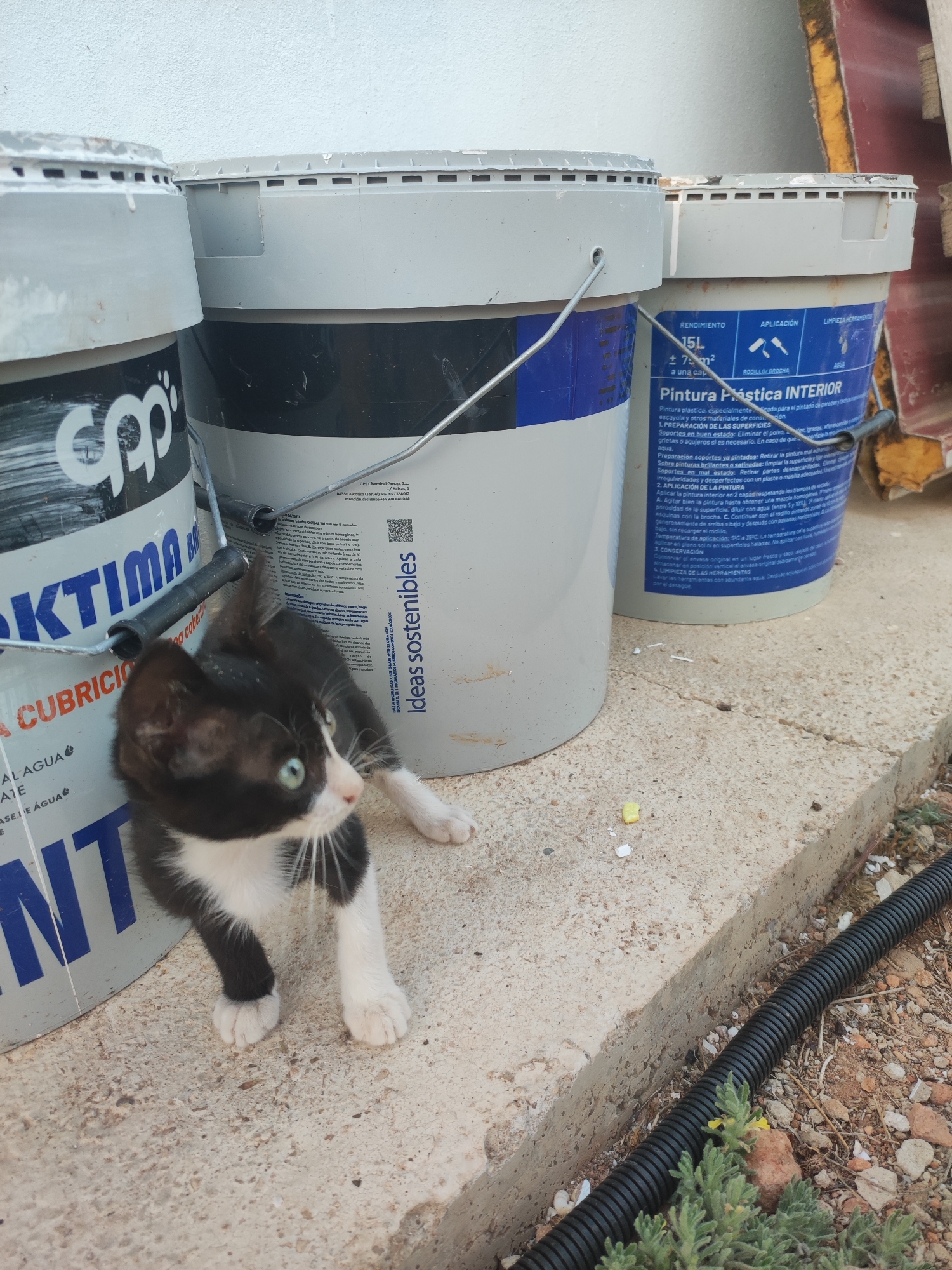 The image depicts a black and white kitten with green eyes sitting on a concrete surface in Alcàsser, Spain. The kitten is positioned in the foreground, looking to its left. Behind the kitten, there are three large plastic buckets. The bucket on the right has text in Spanish, including "Pintura Plástica INTERIOR" and instructions for preparation and application. The bucket in the center has a blue label with similar text. The bucket on the left is partially visible and has a logo that appears to be "cpp". A metal handle is visible connecting two of the buckets. The background shows a white wall on the left and some yellowish material on the right, possibly construction debris. A black corrugated tube runs along the bottom right of the image, partially obscured by some green plants and small stones. The overall setting appears to be an outdoor area, likely associated with construction or renovation work.