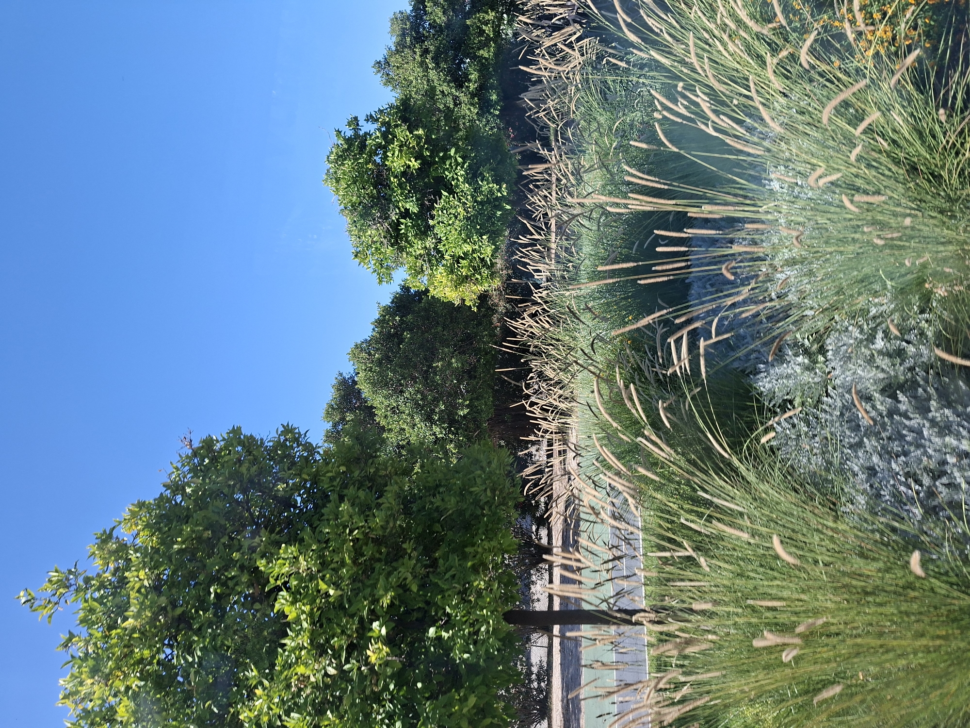 The image captures a vibrant green landscape under a clear blue sky, likely in the city of Alicante, Spain. In the foreground, feathery green grasses with tan seed heads sway gently. Behind the grasses, a light green and grey foliage bush is visible. A dark tree trunk stands to the left, with lush green foliage extending upwards. A paved path, possibly a road or walkway, runs horizontally across the mid-ground. Beyond the path, several trees with full, verdant canopies are scattered across the scene, their leaves illuminated by sunlight. The background consists of a continuous line of trees and foliage, suggesting a park or a well-landscaped area. The overall impression is one of natural beauty and tranquility, with no people or animals present. The bright sky and the lush greenery suggest a warm, sunny day.