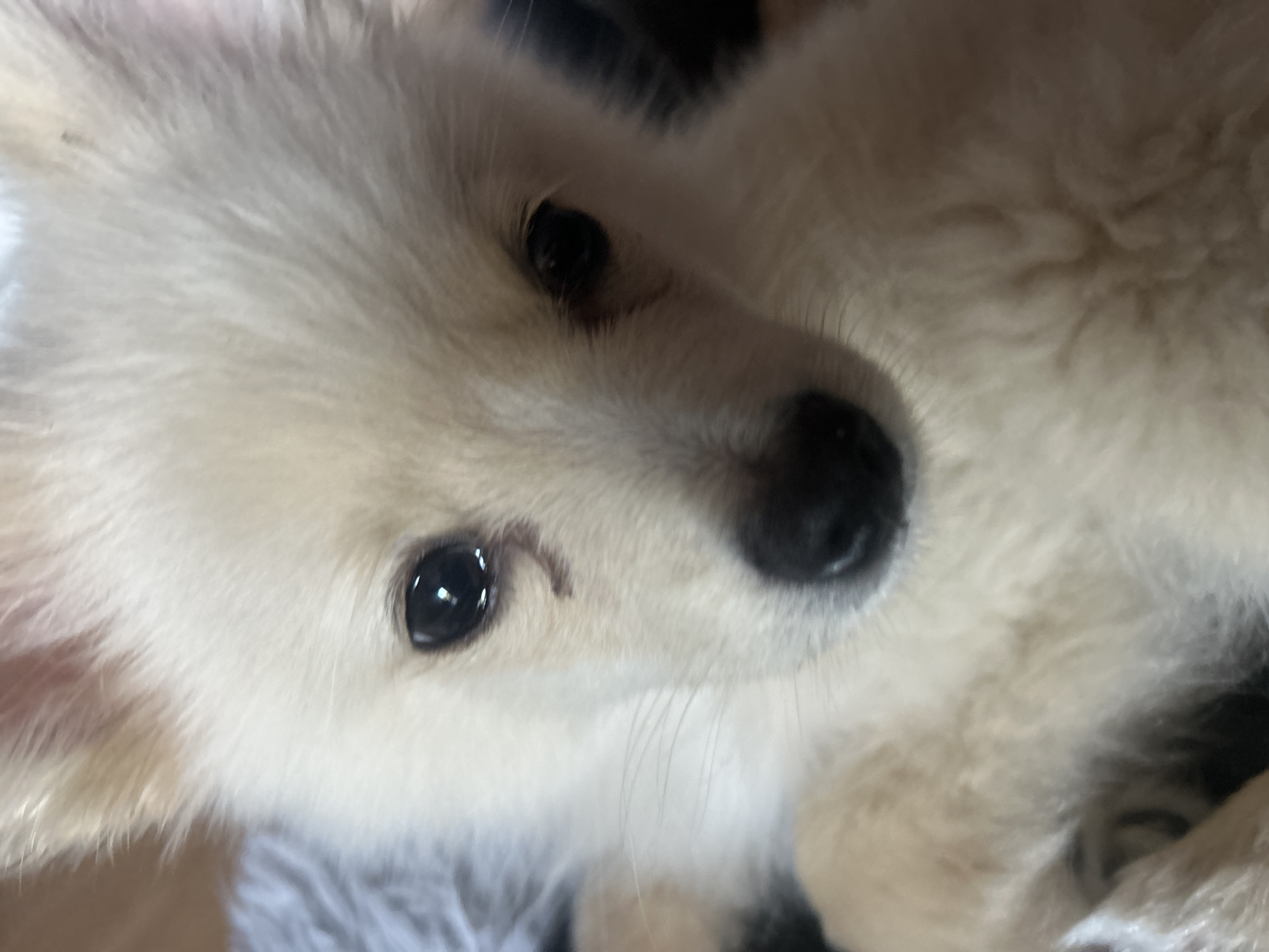 The image is a close-up, slightly blurry, eye-level shot of a young, light-colored fluffy dog. The dog has dark eyes and a dark nose. The focus is on the dog's face, with its fur taking up most of the frame. The background is out of focus and appears to be a soft, textured surface, possibly a blanket or carpet. There is no discernible environmental context that would indicate a specific location within Tankovo, Bulgaria, or any other city. The image primarily captures the subject's facial features and fluffy texture.
