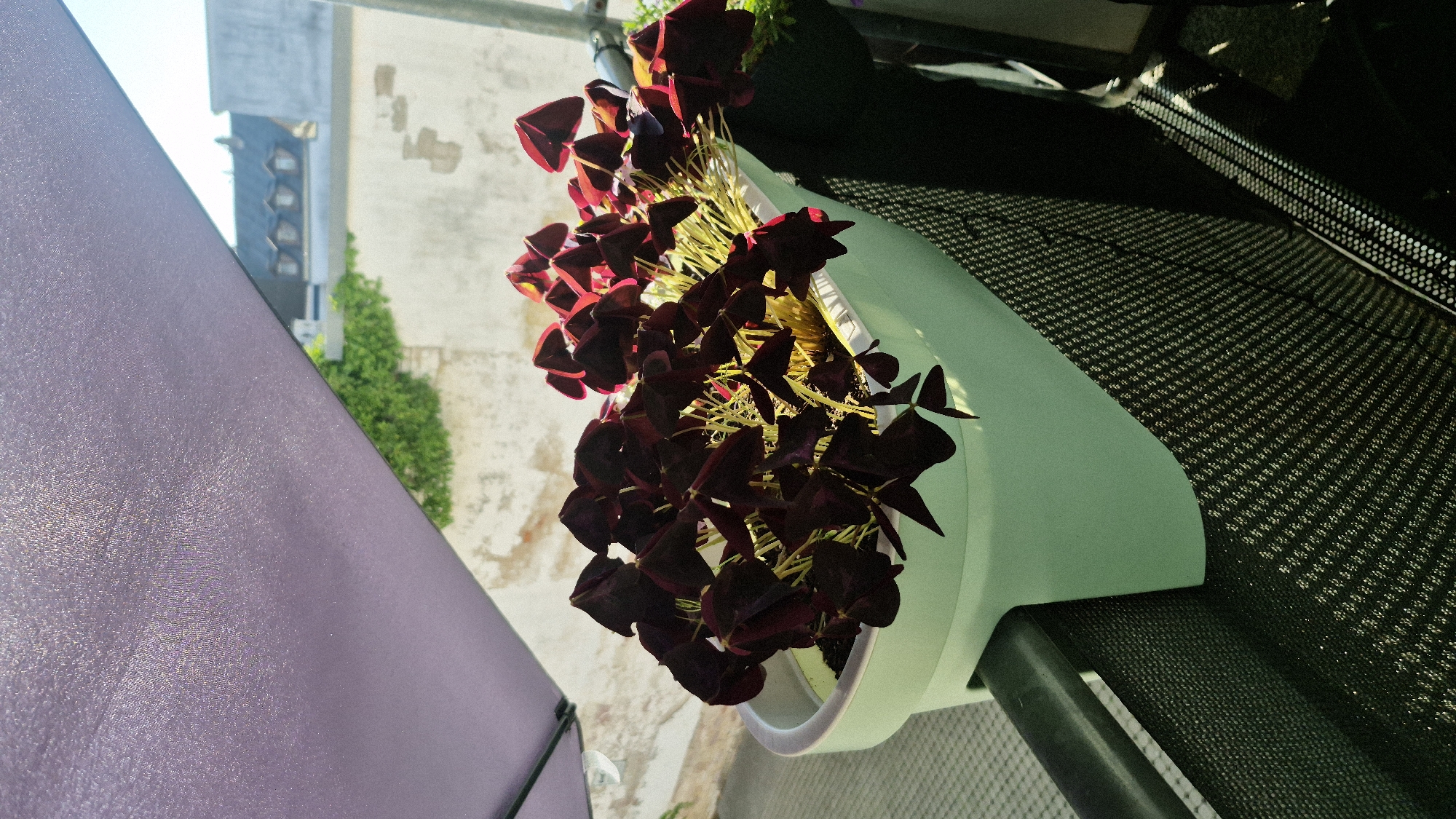 The image depicts a close-up of a planter filled with Oxalis triangularis, commonly known as false shamrocks, with their distinctive dark purple, triangular leaves. The planter is light green and sits on a balcony railing, which is partially visible. Behind the planter, a purple umbrella canopy is angled downwards, casting a shadow. In the background, out of focus, is a building with a tiled roof and windows, suggesting an urban or suburban setting. Green foliage is also visible against a weathered wall. The lighting suggests it is daytime, with sunlight illuminating the leaves of the plants and creating highlights. The scene appears to be on a balcony or terrace, possibly in a residential area.