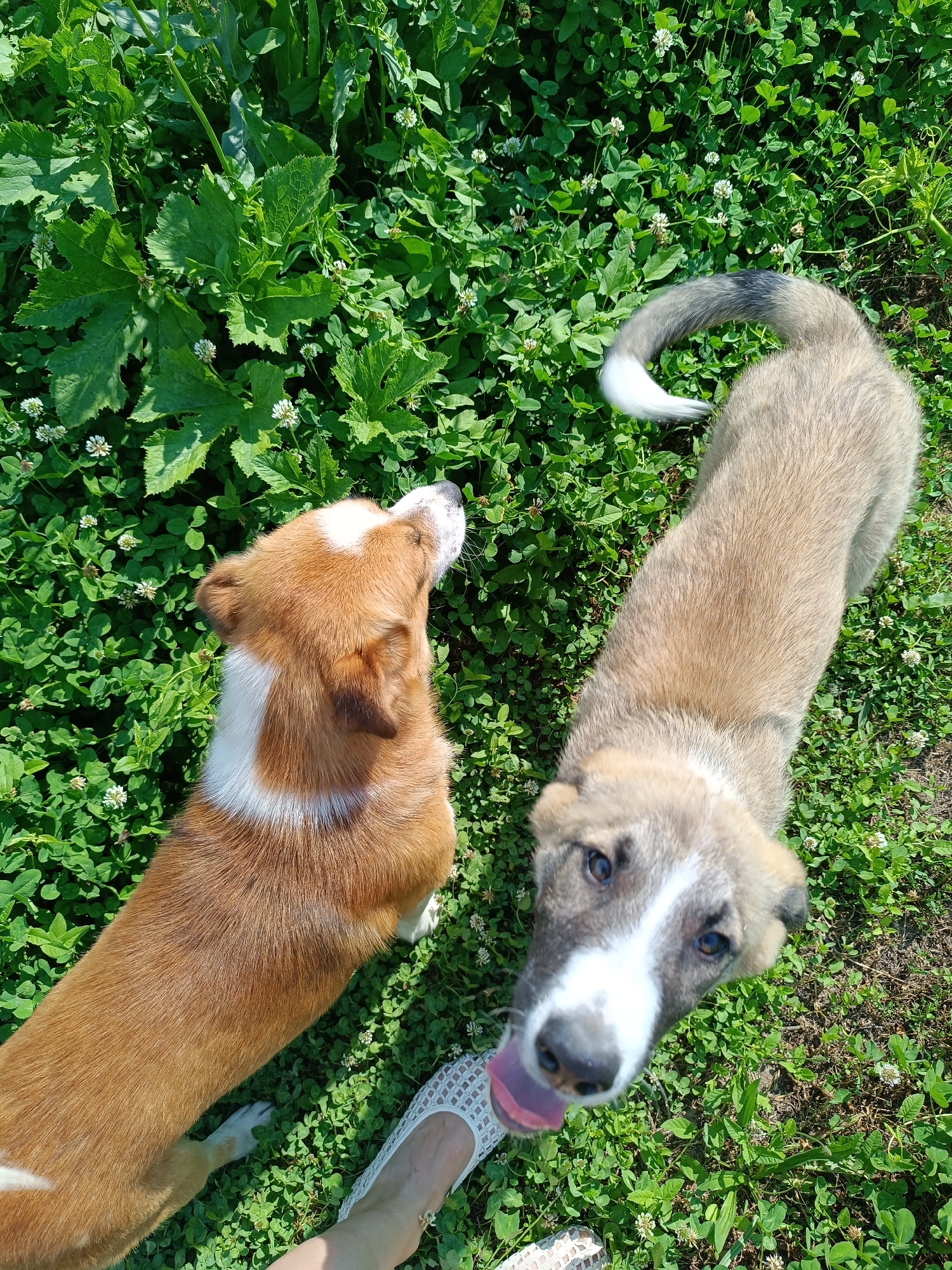 Two puppies are playing in a grassy field with clover and wildflowers. One puppy, a Corgi mix, is reddish-brown with white markings on its chest and face. It is looking up and to the left, its head tilted. The second puppy, a larger mixed breed with light brown fur, is looking directly at the camera with its tongue sticking out. Its tail is curled over its back and has a white tip. A person's foot in a white sandal is visible in the lower right corner of the frame, appearing to be near the puppies. The scene is well-lit by sunlight, suggesting it is daytime and likely warm weather, possibly a summer day given the lush greenery. The location is identified as Stănești, Romania. There is no visible text in the image.