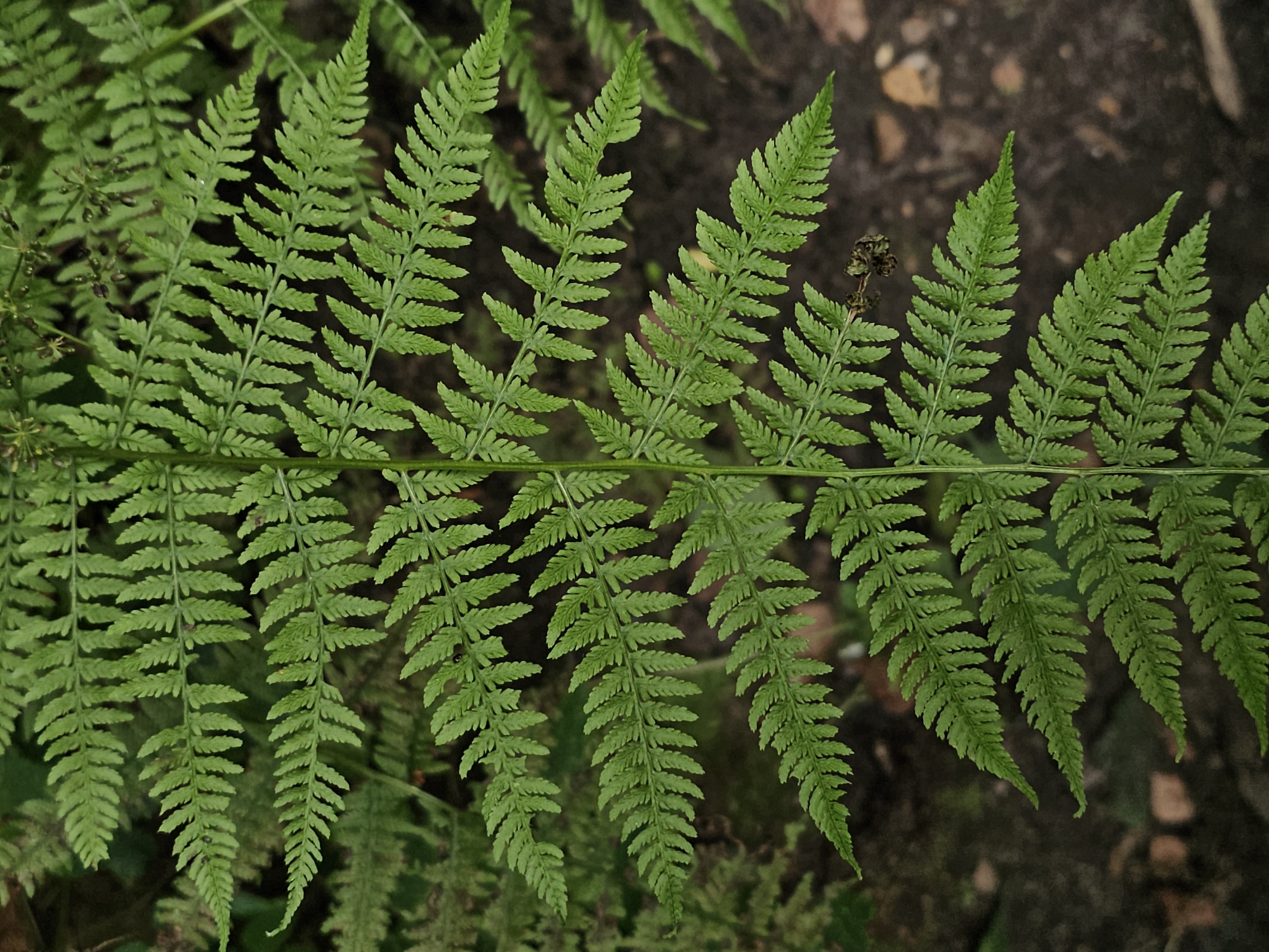 The image shows a close-up, top-down view of a vibrant green fern frond. The frond is the dominant subject, with its delicate, serrated leaflets fanning out symmetrically from a central stem. The background is a soft blur of dark brown and green, suggesting a forest floor or shaded ground cover. There are no people, animals, or discernible man-made objects in the frame. The overall impression is one of natural detail and the texture of the fern. The location of Odintsovo, Russia, is not visually represented in the image itself.