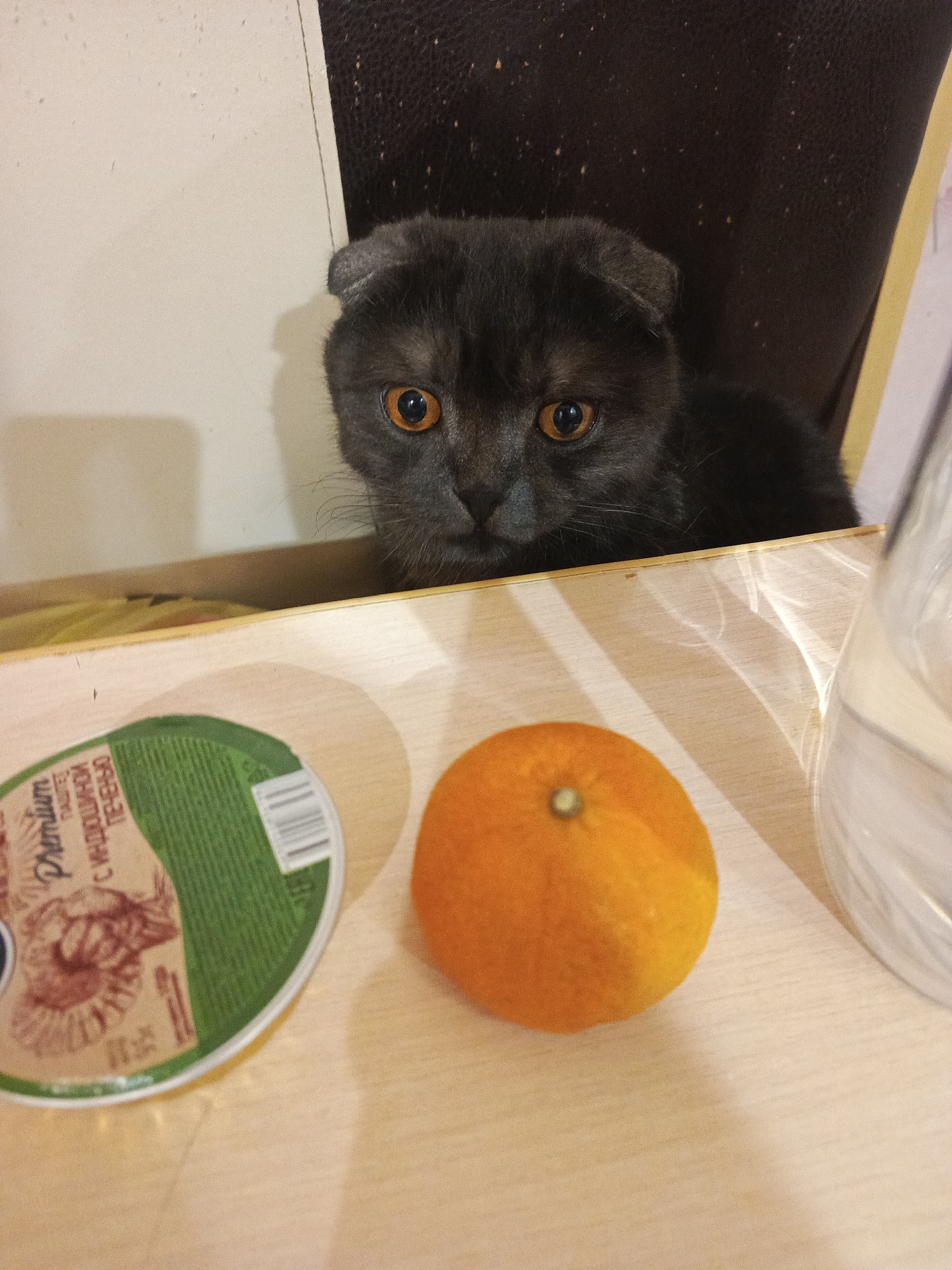 A gray Scottish Fold cat with orange eyes peeks over the edge of a wooden table. On the table, to the left of the cat, is a container of "Premium" paste. Next to the paste is an orange and part of a water pitcher on the right. The cat is positioned between a white wall and a brown upholstered chair. This image was taken in the city of Chaikovsky, Russia.