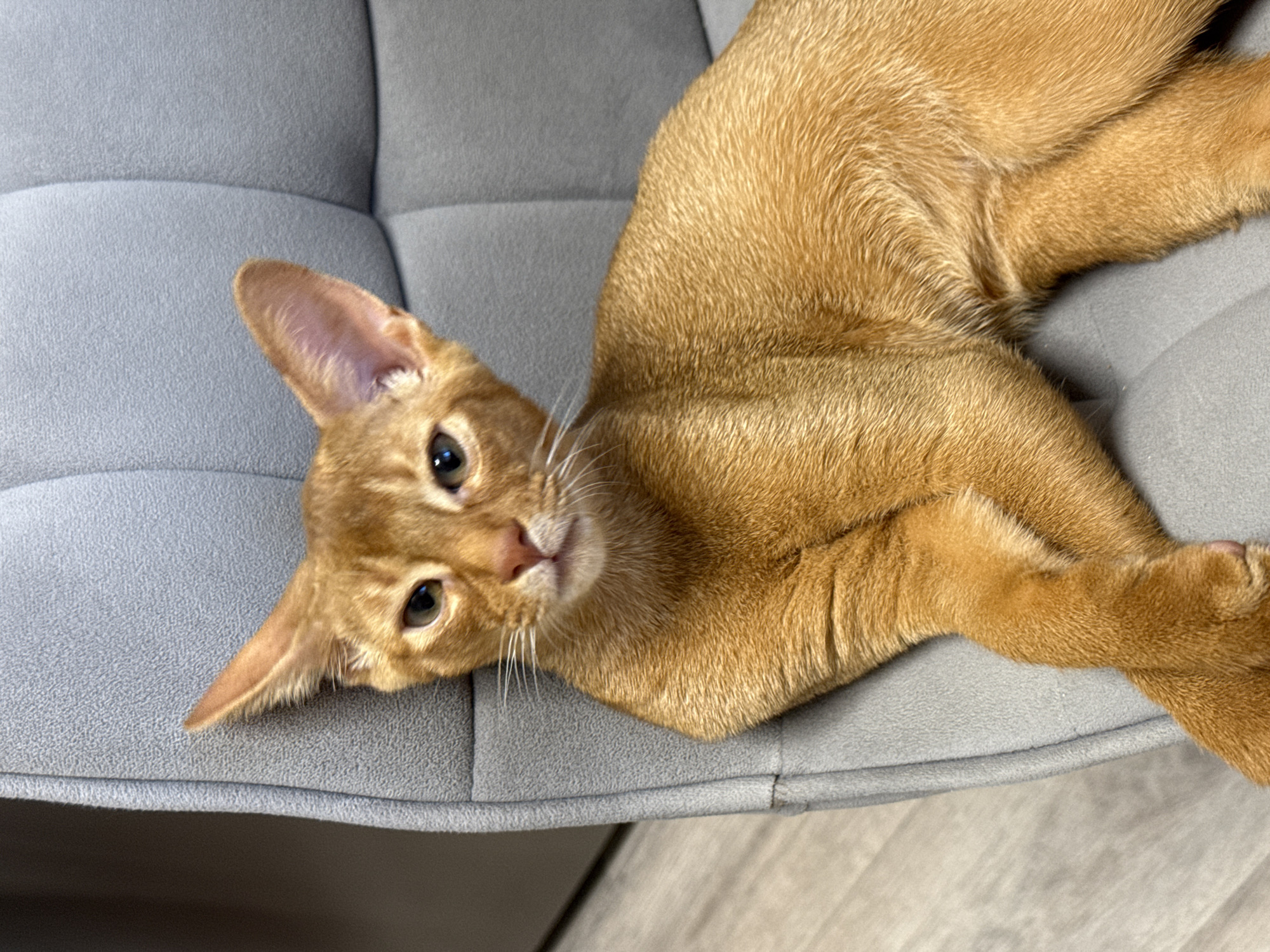 The media file shows a close-up, high-angle shot of an Abyssinian cat resting on a gray, textured surface, likely a sofa or cushion. The cat is an orange tabby with distinctive ticked fur and large, alert ears. Its head is turned towards the camera, with large, expressive eyes looking directly at the viewer. The cat's body is stretched out, with one front paw visible. The background consists of the gray upholstery, with subtle lines indicating its quilted texture. The lighting suggests an indoor setting, possibly during the daytime, as there are no strong shadows. The overall mood is calm and intimate, capturing a moment of quiet repose for the feline. No text is visible in the image. The location context provided is Stary Oskol, Russia.