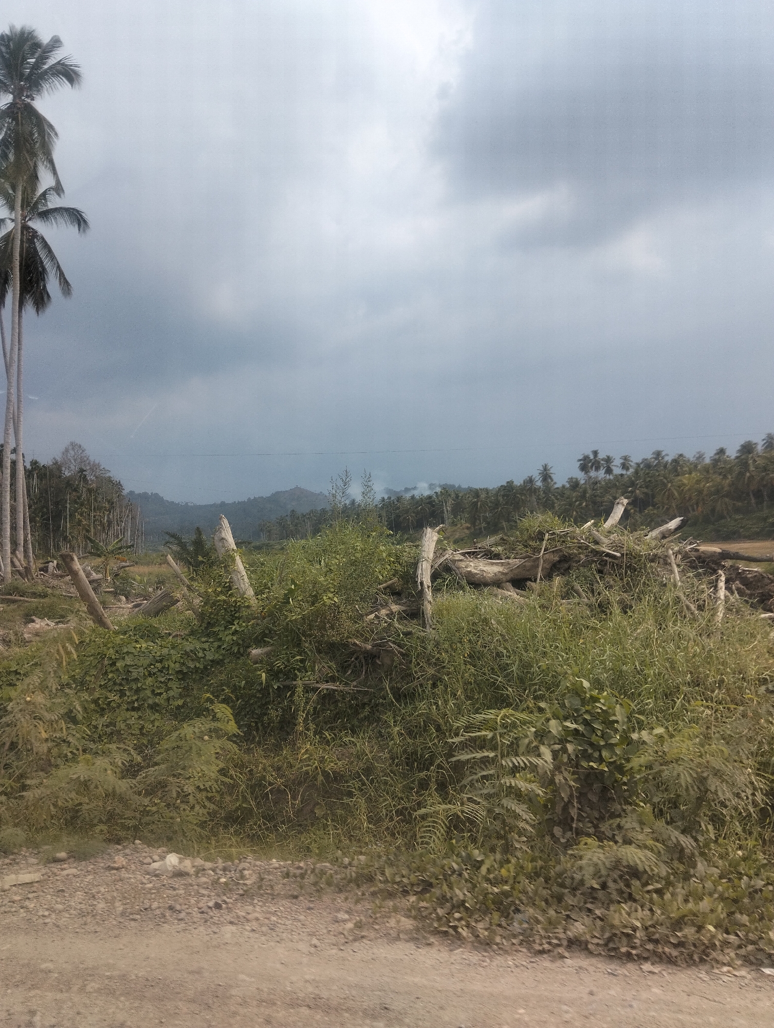 The image depicts a desolate landscape with scattered debris, possibly from logging or deforestation. In the foreground, a dirt road is visible, leading to a dense overgrowth of grass and vegetation. Several fallen trees and logs are strewn across the scene, suggesting a recent clearing. In the background, a line of palm trees stretches towards the horizon, interspersed with lush green foliage. The sky is overcast with heavy clouds, casting a muted light on the environment. The image does not contain any people or visible signs of human activity beyond the debris. The location is specified as Awegeutahpaya, Indonesia, a region known for its tropical climate and agricultural plantations.