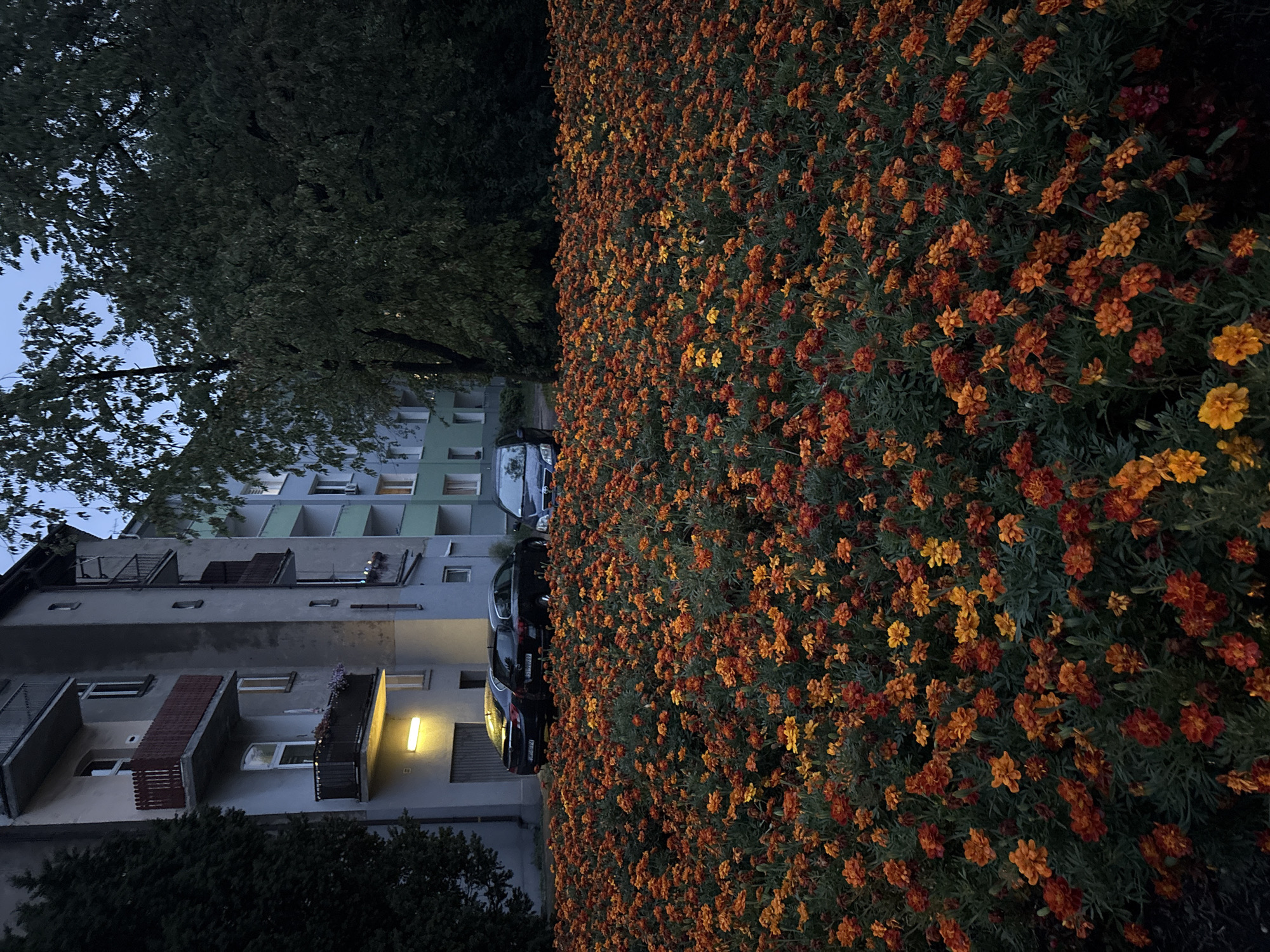 In Siemianowice Śląskie, Poland, a dense field of marigolds, displaying vibrant orange and red hues, fills the foreground. Behind the flowers, several dark-colored cars are parked in front of a multi-story apartment building. The building has multiple balconies, some with railings and one with a red wooden fence. A bright yellow light illuminates the ground floor of the building near the cars. Adjacent to the building, a large, dark green tree looms, its leaves dense and casting shadows. The sky above is a muted twilight blue.