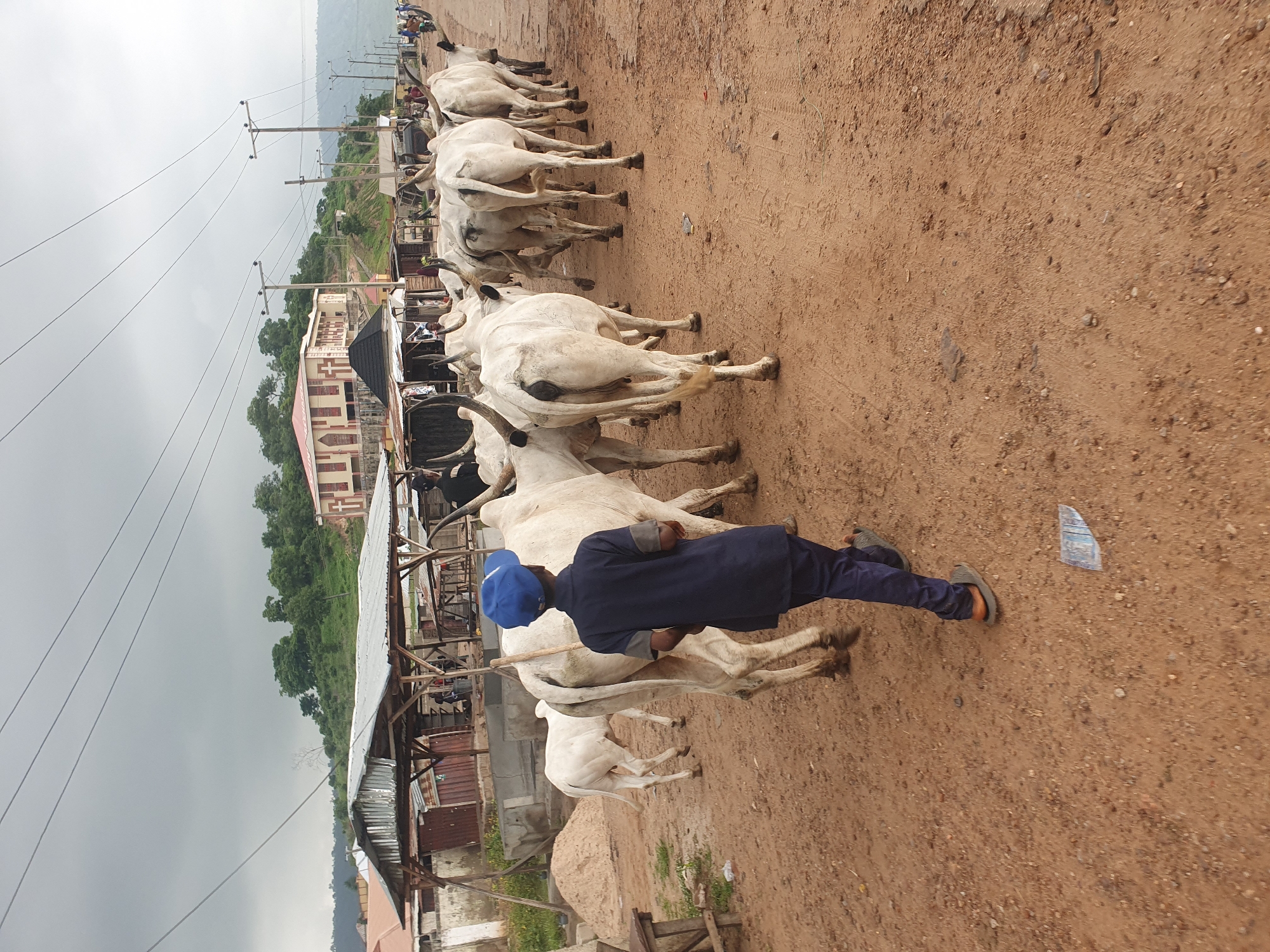 A young person wearing a blue cap and a dark blue outfit walks on a dirt road, followed by a herd of white cattle with prominent horns. The cattle are walking in the same direction as the person. In the background, there are some open-air market stalls with corrugated metal roofs, a building with a cross on it, and hills covered with vegetation. Power lines stretch across the sky, and utility poles are visible along the roadside. The ground is dusty and uneven. This scene is consistent with a market or a pathway for livestock in Lokoja, Nigeria, given the architectural styles and the presence of the breed of cattle commonly found in the region.