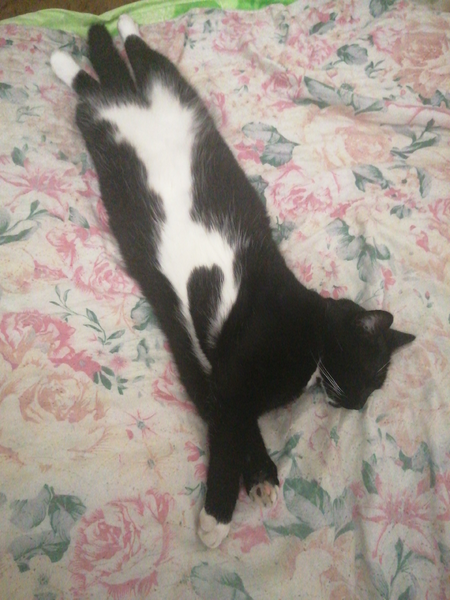 A black and white cat is lying on its back on a floral-patterned bedspread. The cat's belly and chest are white, with a black stripe running down its back. Its paws are visible, and it appears to be asleep. The bedspread is covered in pink and white flowers with green leaves. There is no indication of the location in Slonim, Belarus.