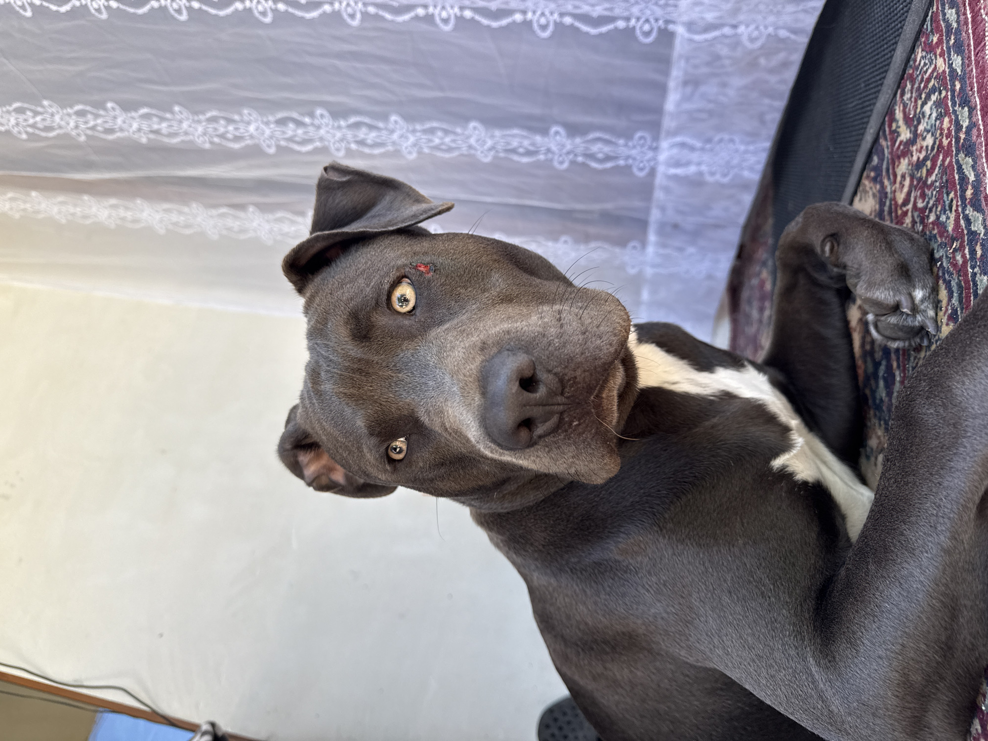 A dark gray pit bull dog is lying down on a patterned rug in front of a white wall and a white sheer curtain with lace trim. The dog is looking directly at the camera with its head slightly tilted. It has yellow eyes and a white marking on its chest. There is a small red mark or wound near its left eye. The background is out of focus. The scene appears to be indoors or in a covered outdoor space. The location is Zornitsa, Bulgaria.