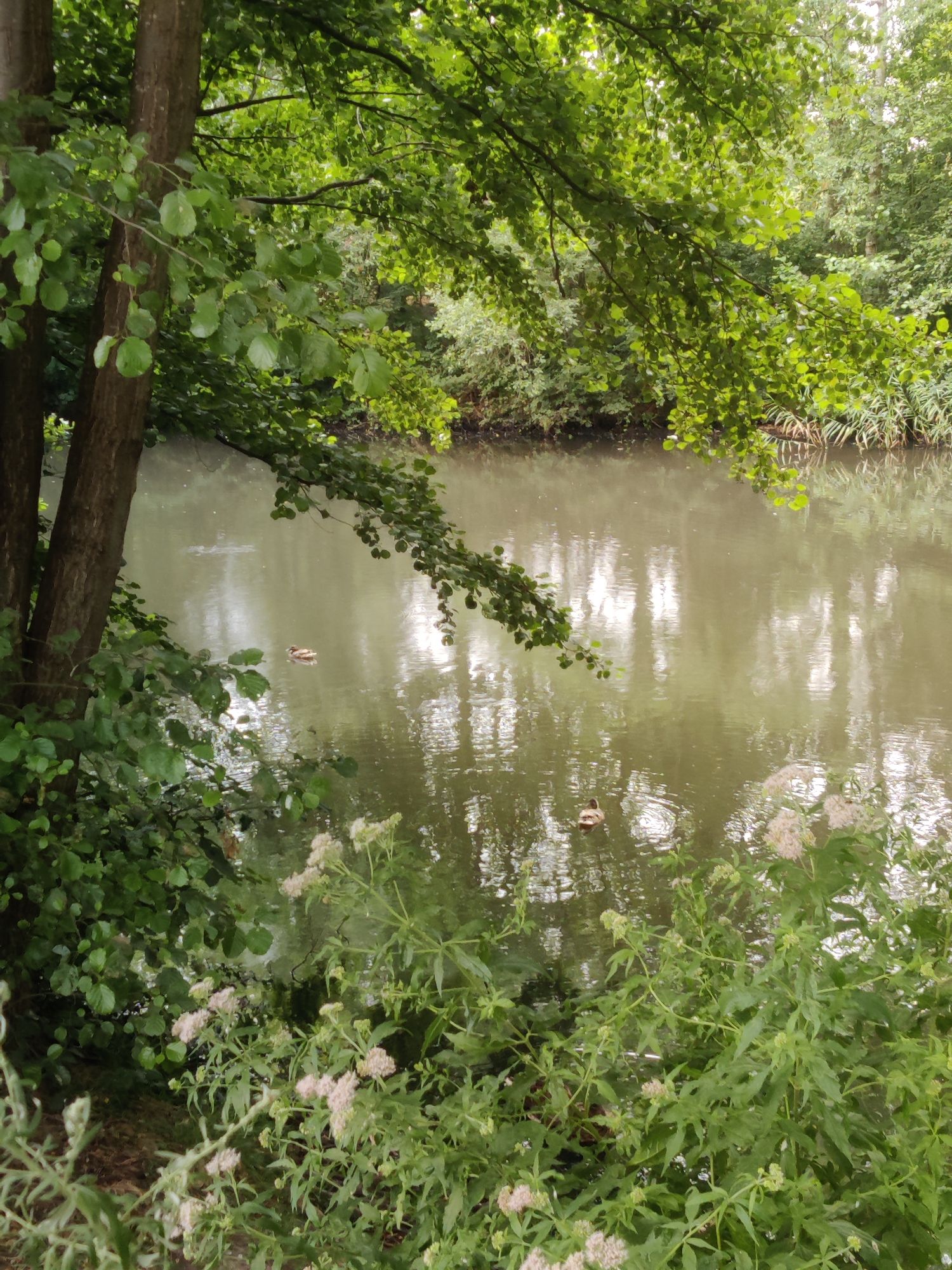 The image shows a tranquil canal or river scene in Winterswijk, Netherlands, bordered by lush green foliage and trees. The water is calm, reflecting the surrounding trees and sky. Two ducks are visible swimming in the water, one in the mid-ground and another closer to the foreground. The foreground is dominated by dense green plants and some lighter-colored flowers, creating a natural and somewhat overgrown aesthetic. The overall impression is one of a serene natural setting within a Dutch landscape.