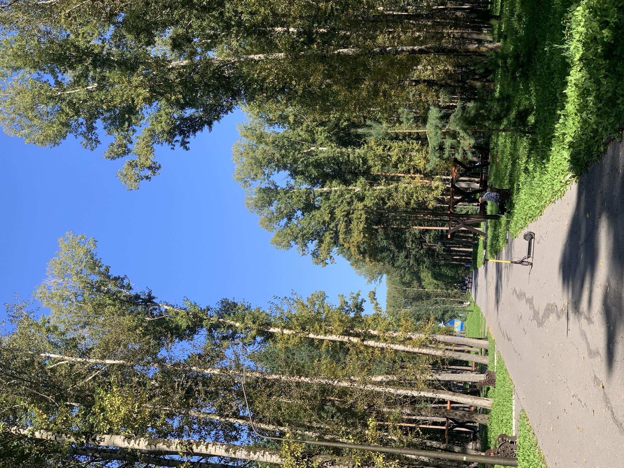 This is an outdoor scene in a park on a sunny day. The image captures a paved pathway lined with tall trees, predominantly birches with their distinctive white bark and green foliage, interspersed with pines. The path recedes into the distance, with dappled sunlight and shadows falling on its surface. On the left side of the path, there are benches and what appear to be elements of an adventure park or playground, including wooden structures. On the right side of the path, lush green grass grows, with a small pine sapling in the foreground. A yellow electric scooter stands on the pathway in the middle ground, positioned to the right of center. Further down the path, several people are visible, walking or sitting. In the background, a blue building with a peaked roof is partially visible through the trees, along with more dense forestation. This scene is located in the May Day Park in Prokopyevsk, Russia.