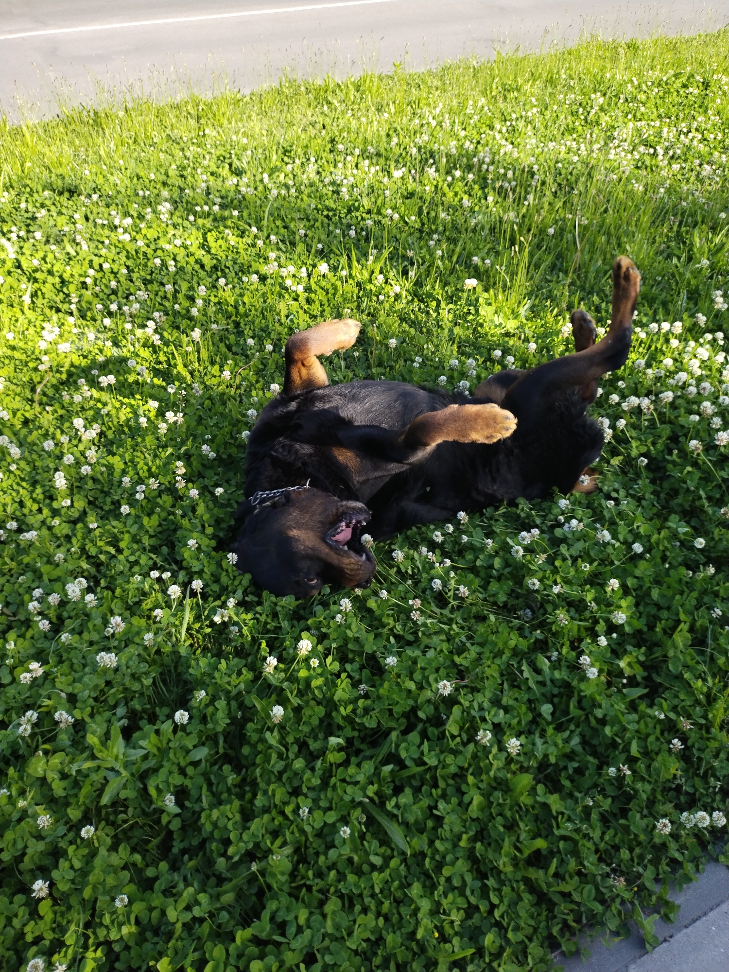 A medium-sized, black-and-brown Rottweiler-type dog lies on its back in a field of green grass and white clover. The dog's mouth is open, and it appears to be panting or grinning. The grass and clover are dense and cover the ground completely. Part of a gray asphalt road is visible in the background. The image was taken in Horishni Plavni, Ukraine.