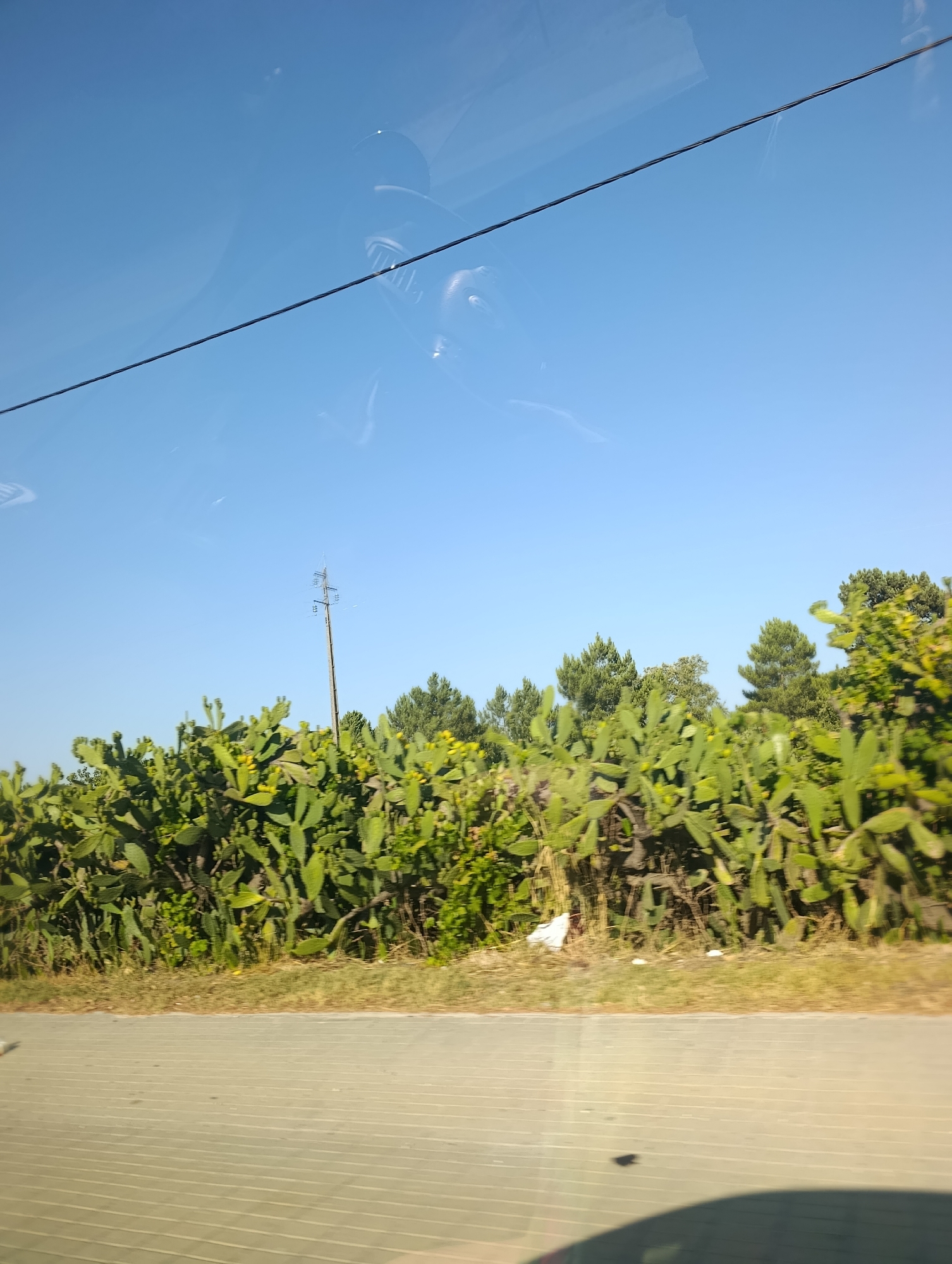 An outdoor, eye-level, full shot captures a bright, clear blue sky above a landscape in Alcácer do Sal, Portugal. A thin black wire stretches diagonally across the upper portion of the image. Below the sky, a dense row of prickly pear cacti with yellow fruit lines the horizon. A solitary utility pole stands amidst the cacti. Behind the cacti, a line of trees, including pine trees and other greenery, forms a backdrop. A paved surface, possibly a sidewalk or road with a tiled pattern, occupies the lower foreground. The image appears to have been taken from inside a vehicle, as evidenced by reflections on the windshield, including what seems to be a steering wheel and dashboard.