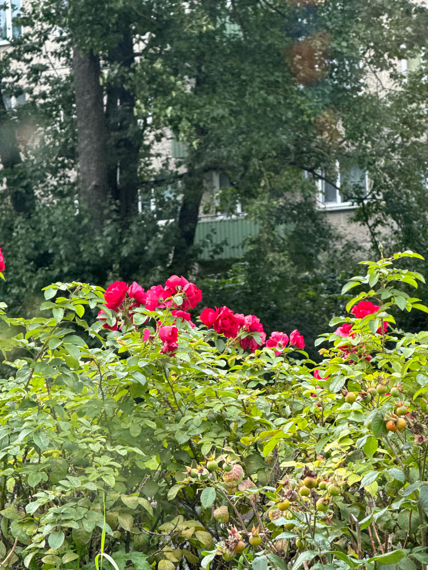 This is a close-up, eye-level shot of a rose bush with vibrant red roses in bloom. The roses are clustered together, with several open blooms and some buds visible. The leaves are a lush green, and some appear to have water droplets on them, suggesting recent rain. In the background, a multi-story building with a grey facade and white-framed windows is partially visible, peeking through dense green foliage of trees. The overall impression is of a garden setting within an urban environment, likely in Tallinn, Estonia, given the architectural style of the building.