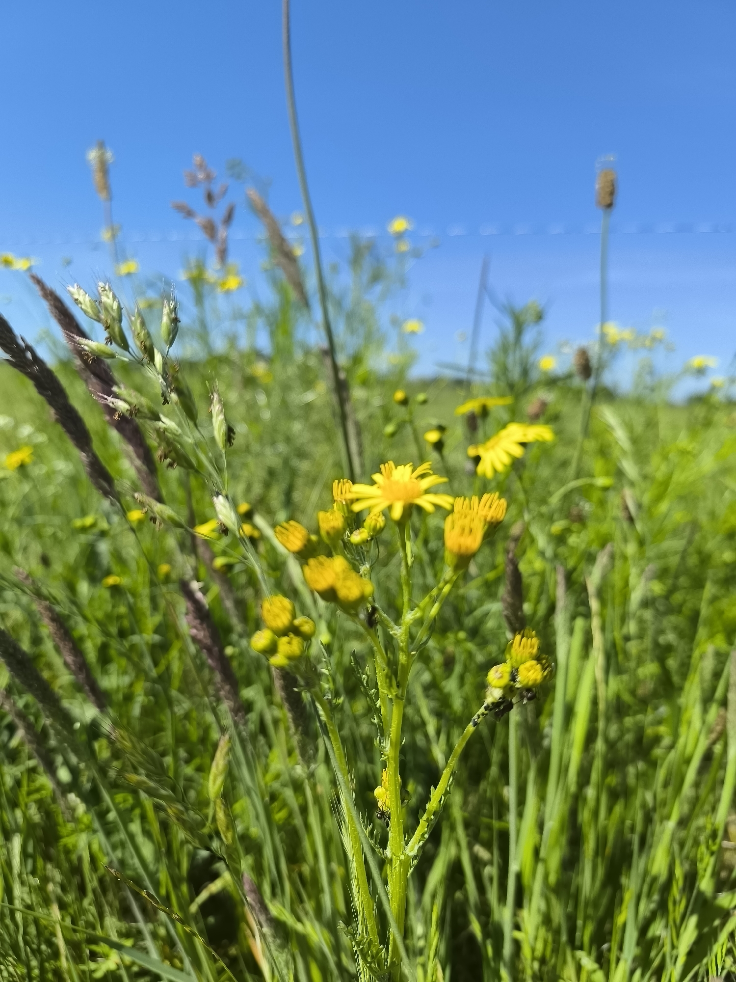 The image depicts a close-up view of a field of wildflowers and grasses under a clear blue sky. Predominantly, the scene is filled with vibrant green foliage and yellow flowers. Several stems of grass with brown or purplish seed heads are visible. The yellow flowers appear to be growing on tall green stalks, and some have black insects on them. The scene likely takes place in Chaponnay, France, based on the prompt's information.