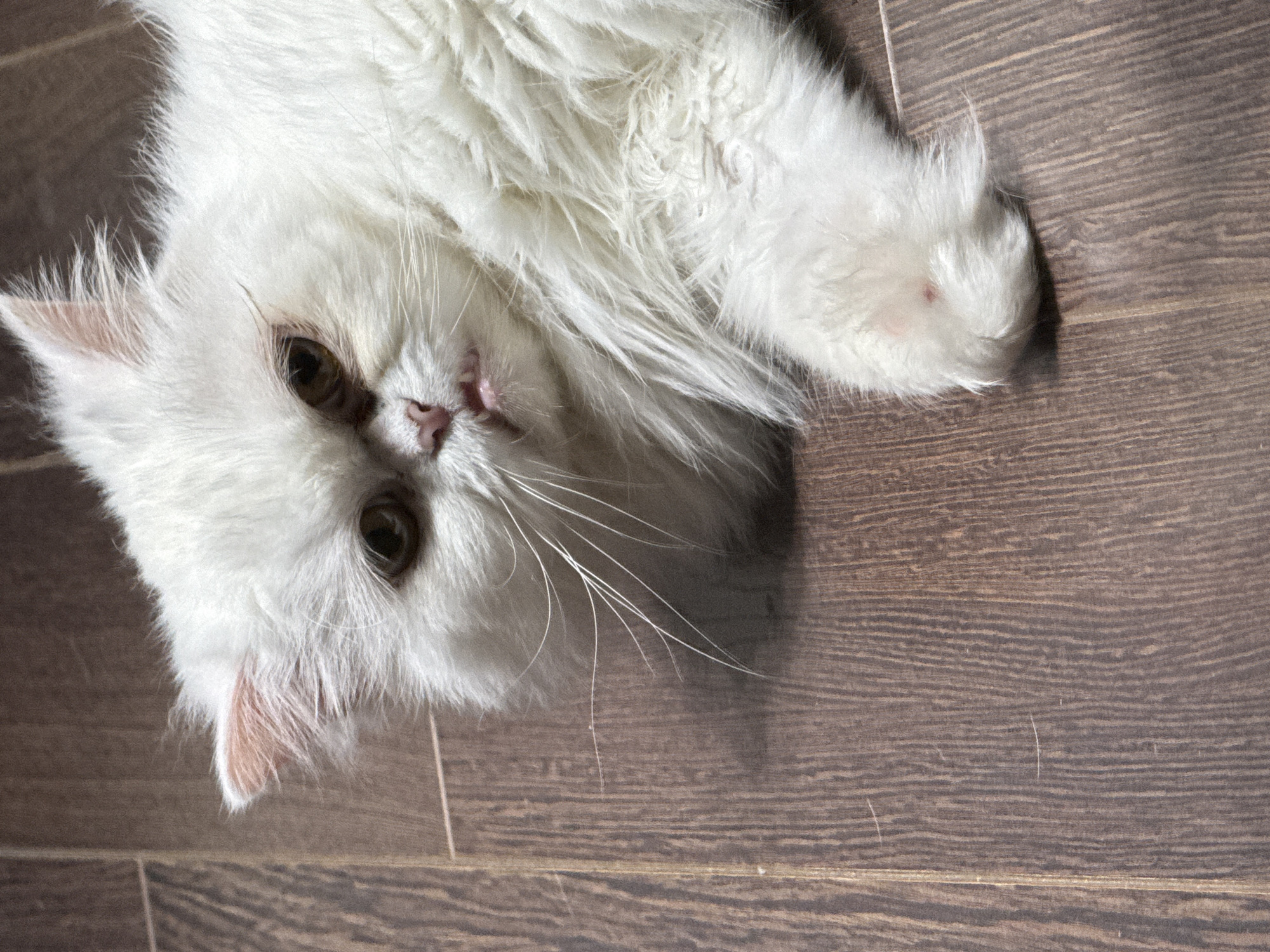 A white Persian cat with brown eyes and a pink nose lies on a wooden floor. The cat's fur is long and fluffy, and its mouth is slightly open, revealing its teeth. The floor is made of dark brown planks with visible grain. There are no people or other animals present in the image. The scene appears to be indoors, possibly in a home. The image does not provide any information about the location in the city of Burgas, Bulgaria.