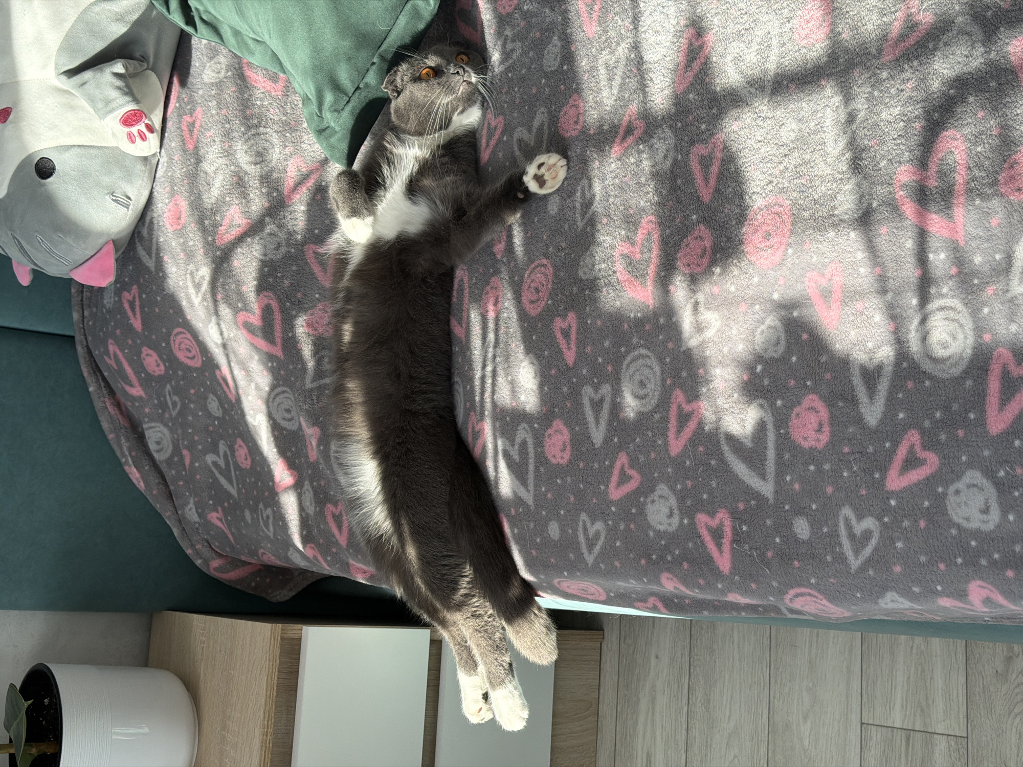 A gray and white Scottish Fold cat is lying on its back on a gray blanket with pink and white hearts and swirls in a room in Chaikovsky, Russia. The cat is stretched out with one paw raised. A stuffed gray and white toy with a pink nose and pink paw pads sits next to the cat. A green pillow is also next to the cat. Sunlight streams through a window, casting shadows across the blanket. A white planter with a plant sits on a wooden surface near the bottom left corner. A small wooden and white cabinet is also visible.