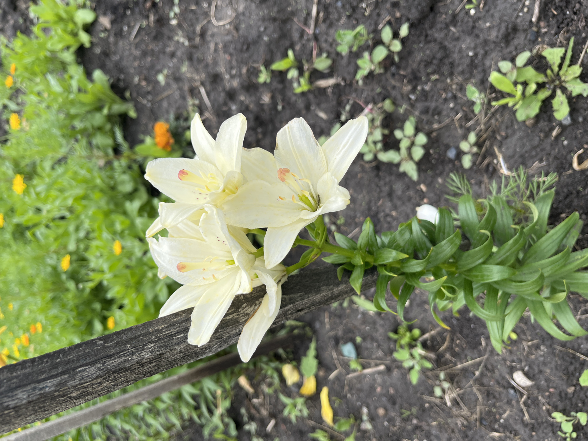 This is an overhead shot of a cluster of pale yellow lilies with visible orange speckles on their petals. The flowers are in focus and are the primary subject, with a blurred background of dark soil and green foliage. A weathered, dark wooden plank runs diagonally across the lower portion of the image, partially obscuring the flowers and creating a foreground element. Behind the lilies, out of focus, are more green plants, some with small yellow and orange flowers. The overall scene suggests an outdoor garden setting. The lighting is soft, indicating it might be overcast or late afternoon. There is no text visible in the image.