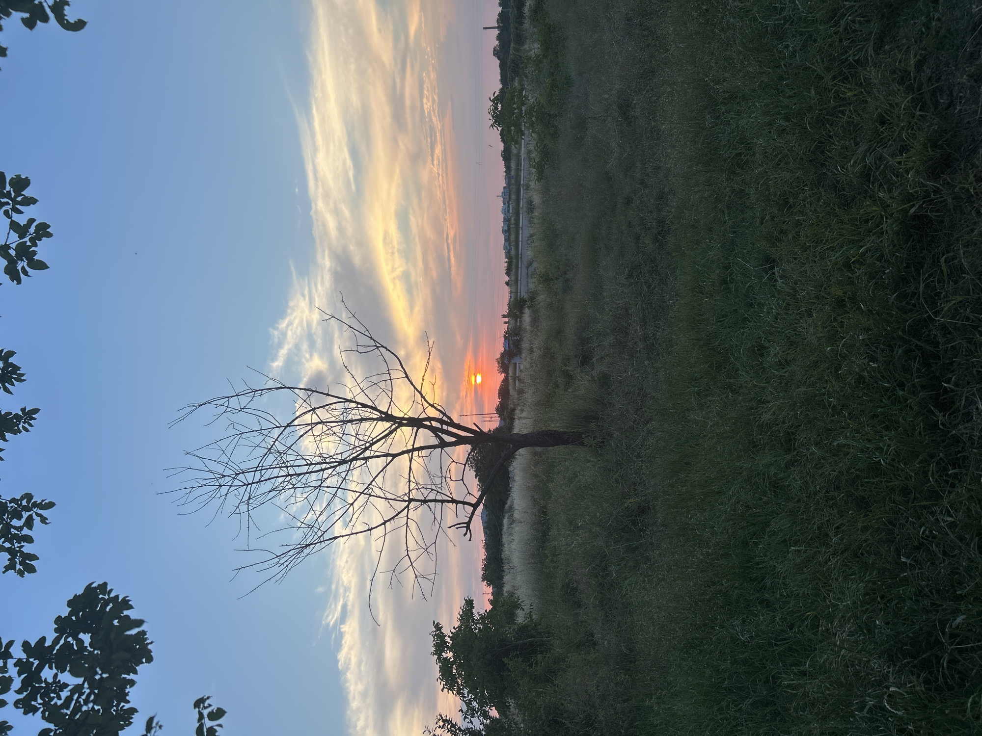 A lone, leafless tree stands silhouetted against a colorful sunset sky. The sky transitions from a clear blue at the top to hues of orange, pink, and yellow as it nears the horizon, where the sun is setting. Wispy clouds are scattered across the sky, catching the warm light.
In the foreground, to the left, are the dark silhouettes of tree branches and leaves, framing the scene. The ground is covered in tall, dry grass, with a hint of greener vegetation in some areas. In the distance, a line of trees and some buildings suggest a populated area, possibly a town or city. Power lines are also visible in the far distance. The overall setting appears to be an open field or meadow.
The image captures a serene and tranquil moment at dusk. The warm colors of the sunset evoke a sense of peace and calm. There is no visible text in the image. The orientation of the image is portrait, rotated 90 degrees clockwise.