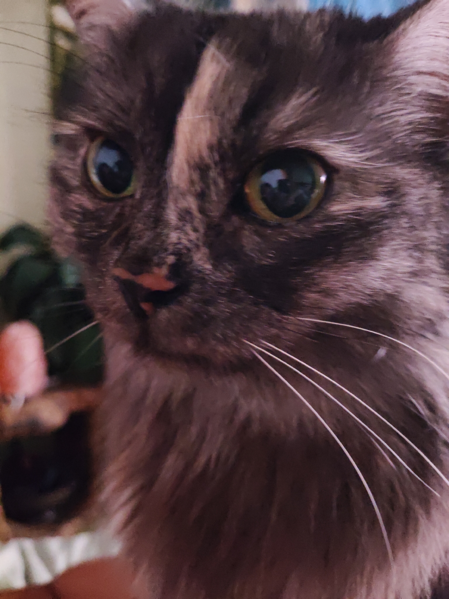 The image is a close-up, portrait-style photograph of a grey and brown tabby cat's face. The cat's eyes are large and green, with reflections of light visible in them. Its nose is pinkish, and its whiskers are long and white. The cat's fur is fluffy and appears to be of medium length. The background is softly blurred, with hints of green foliage and possibly a light-colored surface. There are no visible signs of people or specific city landmarks. The setting appears to be indoors or in a sheltered outdoor area. No specific location in Bol'shoye Kozino, Russia, can be identified from the image.