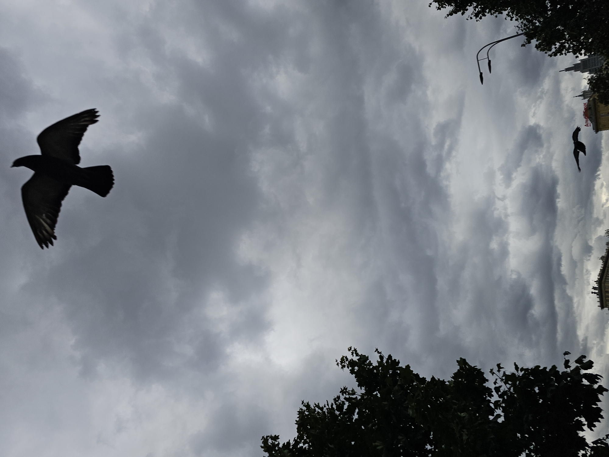 A cloudy, overcast sky is visible above a cityscape. In the upper portion of the frame, a dark bird with outstretched wings flies against the dark gray clouds. In the lower portion of the frame, more dark clouds fill the sky, with the tops of buildings and trees emerging from the bottom. A street lamp is visible on the right side of the frame. Another dark bird is flying in the lower center of the frame. The buildings appear to be in a dense urban area, suggesting a location in Moscow, Russia.