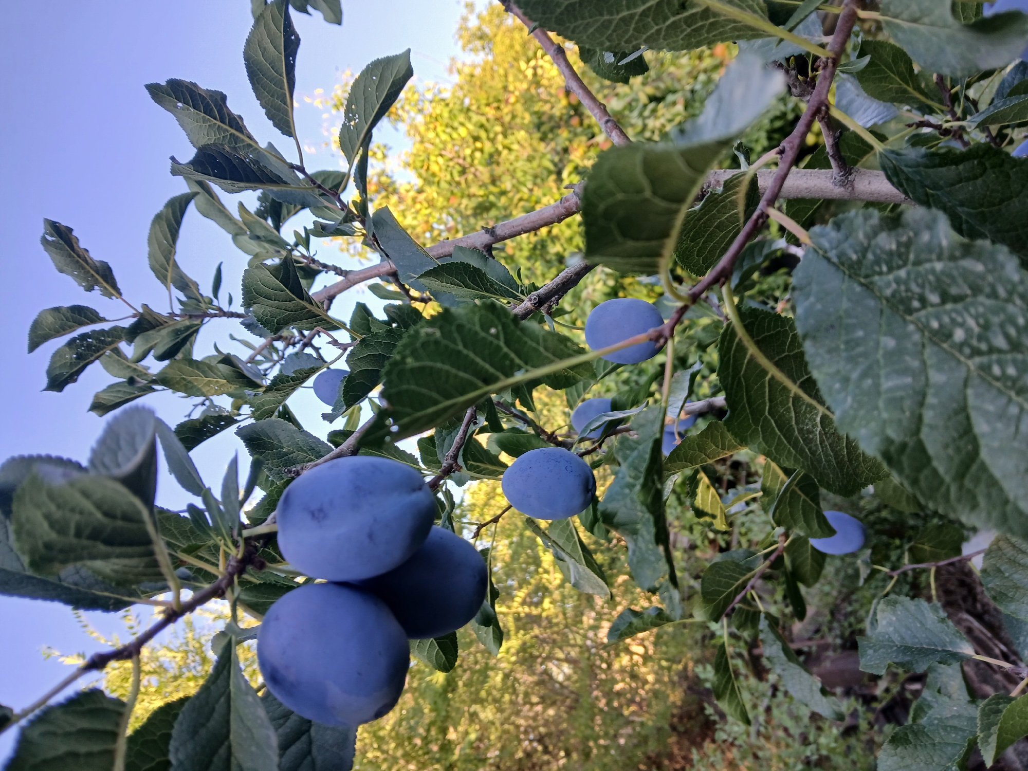 A cluster of ripe blue plums hangs from a tree branch against a clear blue sky. The plums are round and a deep blue-purple color, with a slight powdery bloom on their surface. They are attached to the branch by thin stems. Several green leaves with visible veins surround the plums, some of them showing small holes. In the background, out-of-focus trees with yellow and green foliage suggest a sunny outdoor environment, possibly an orchard or garden. The overall scene is natural and depicts fruit on a tree. There is no indication of the city of Коктал, Kazakhstan in the image.