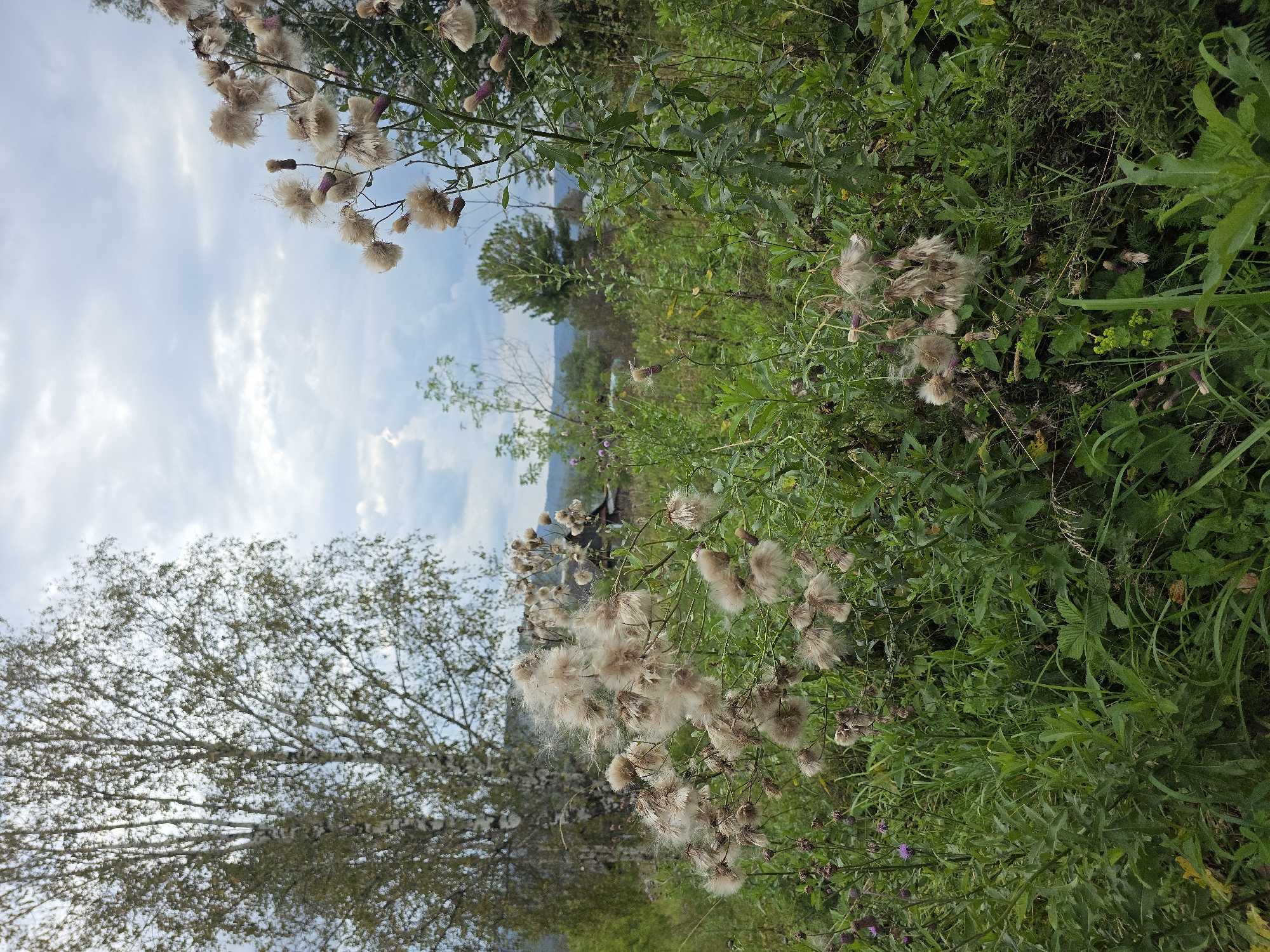 The image depicts a natural scene with an overcast sky and a variety of vegetation. In the foreground, there are blooming thistles with fluffy seed heads, interspersed with tall green grasses and other wild plants. A prominent birch tree with mottled bark and light green foliage stands to the left of the frame. In the mid-ground, a cluster of trees and a small wooden structure, possibly a house or shed, are visible. The background shows a gently sloping landscape with more trees and a hint of a body of water or a valley. The overall impression is one of a rural or semi-wild area under a cloudy sky, characteristic of the natural landscapes found in and around Magnitka, Russia, during a transitional season like late summer or early autumn when these seed heads would be prevalent. There are no people or animals visible in the image, and the scene is static, focusing on the flora and the broader environment.