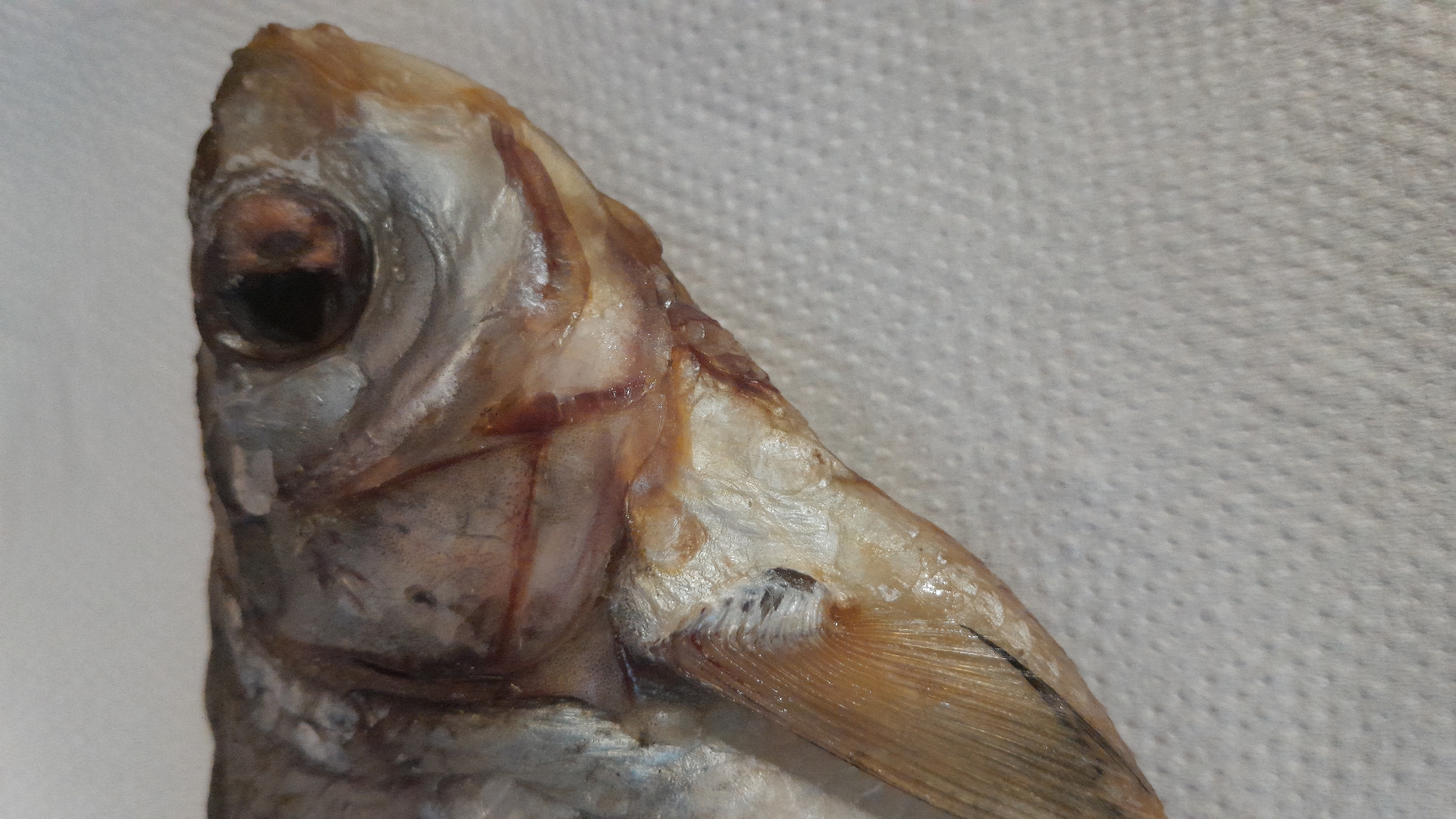 A close-up, full-frame, top-down shot shows the head of a dried fish resting on a textured, white surface, possibly a paper towel. The fish is positioned at an angle, with its head facing to the right and slightly upwards. The scales of the fish are visible, with a dull, silvery-grey hue. The eye is prominent, appearing dark brown with a reddish-brown iris and a dark pupil. The skin around the eye is wrinkled and appears somewhat translucent. The gill cover is visible, with delicate, fin-like structures underneath. A single pectoral fin, a light brown color with visible rays, extends downwards from the head. The surface the fish is on has a subtle, repeating pattern of small indentations. The lighting is even, casting no distinct shadows. There are no people or other objects visible in the image. The image appears to be an indoor shot, with no environmental context of a city or outdoor location.