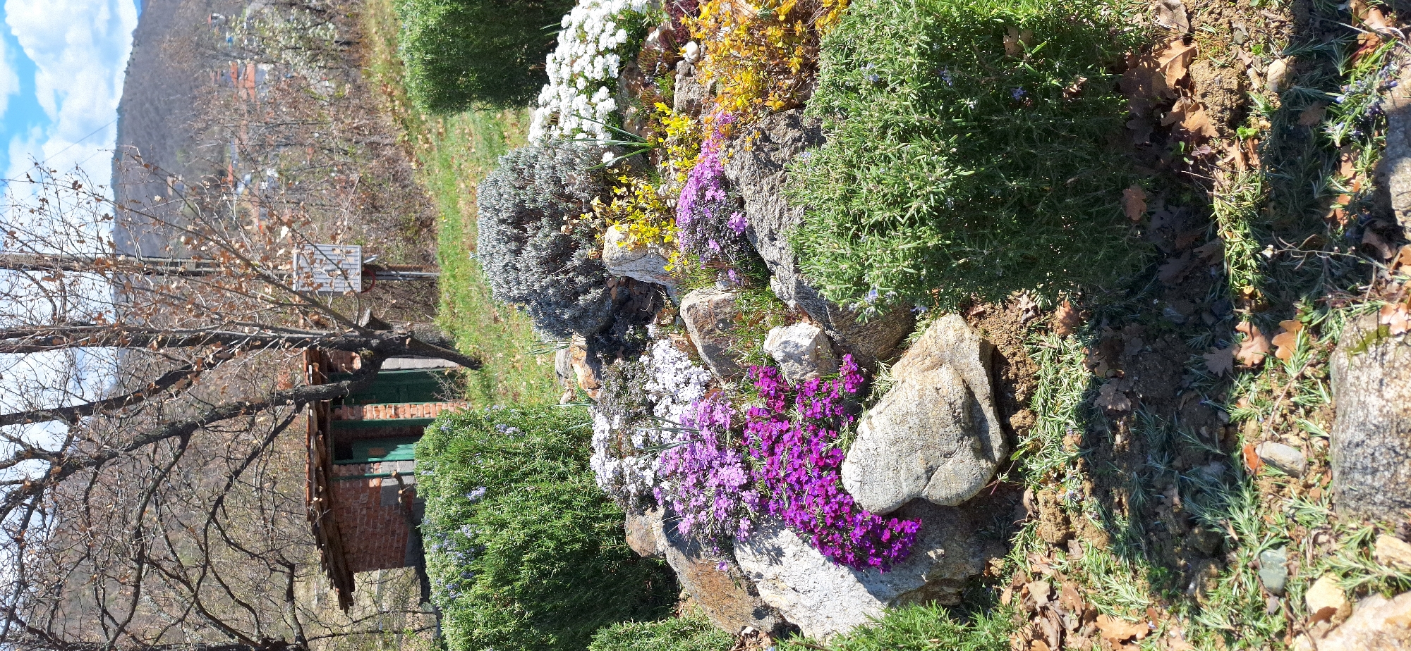 The image shows a hillside garden in Elenovo, Bulgaria. The garden features a variety of plants, including rosemary, lavender, and flowering ground cover in shades of purple, yellow, and white, all planted among rocks and stones. In the background is a small, brick building with a green door, partially obscured by a bare tree. Behind the building, a distant mountain is visible under a partly cloudy sky. The foreground of the image includes a scattering of fallen leaves on the ground.