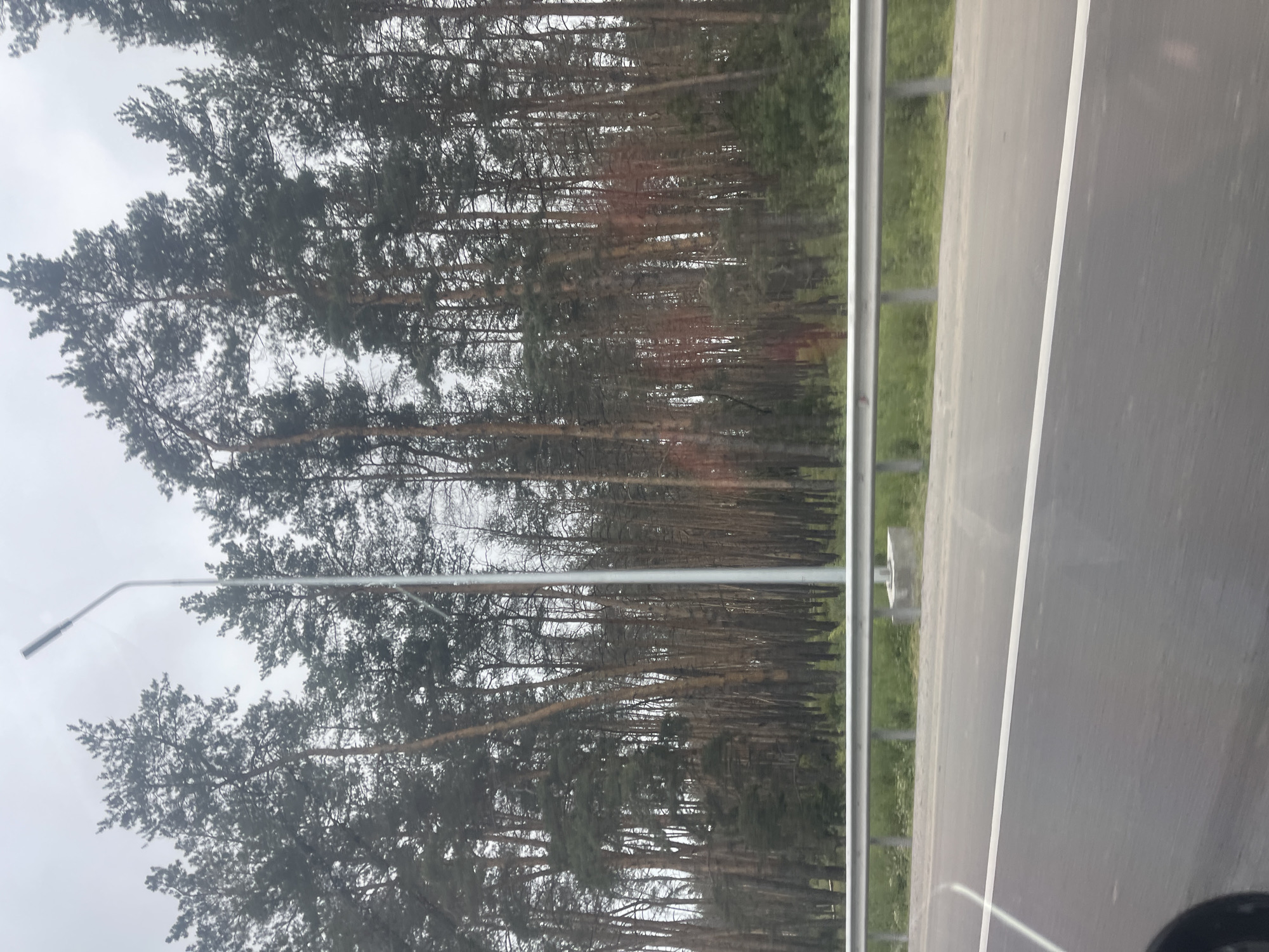 A street lamp stands tall near a highway with a forest of pine trees bordering it. The trees are a mix of tall and slender with sparse needles, and the forest floor appears to be covered in dry leaves and sparse vegetation. The sky is overcast and appears to be a pale grey. The highway is paved with asphalt and has a white lane marking. A metal guardrail separates the highway from the grassy area next to the forest. The image was taken from a moving vehicle, indicated by the slight blur and the visible portion of a car's side mirror in the bottom left corner. The location is the highway in the village of Kopyli, Ukraine, known for its pine forests that line the roads.