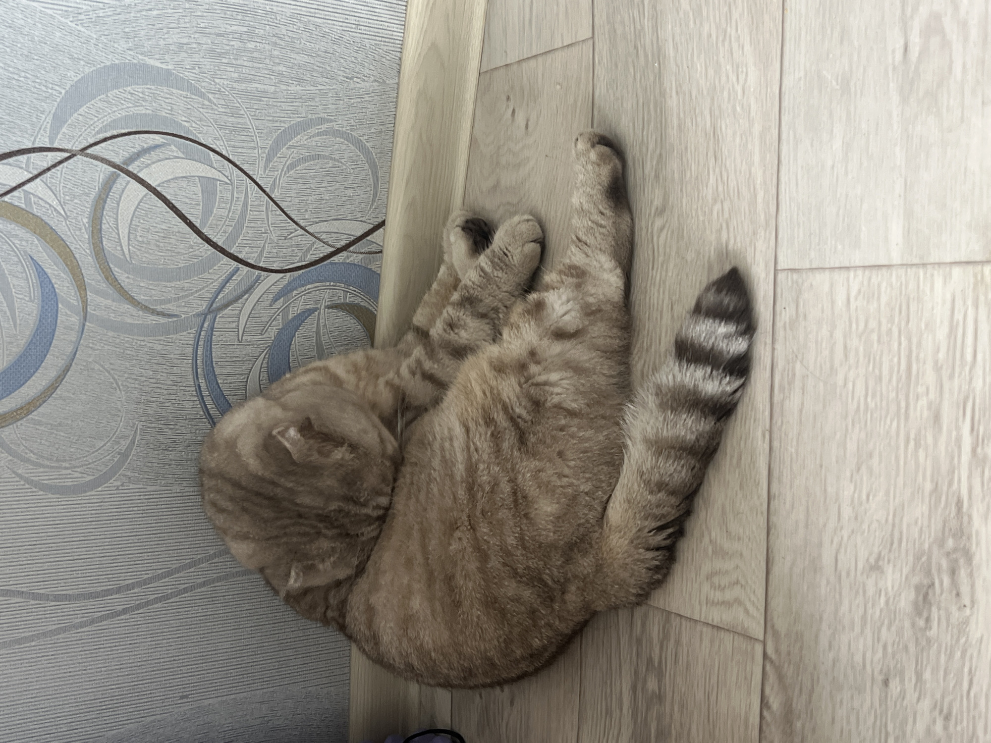 A tan and brown tabby cat is curled up and sleeping on a light-colored wooden floor, next to a gray and blue patterned wallpaper. The cat's tail, with black and gray stripes, is extended out on the floor. The location is in a room in Chaikovsky, Russia.