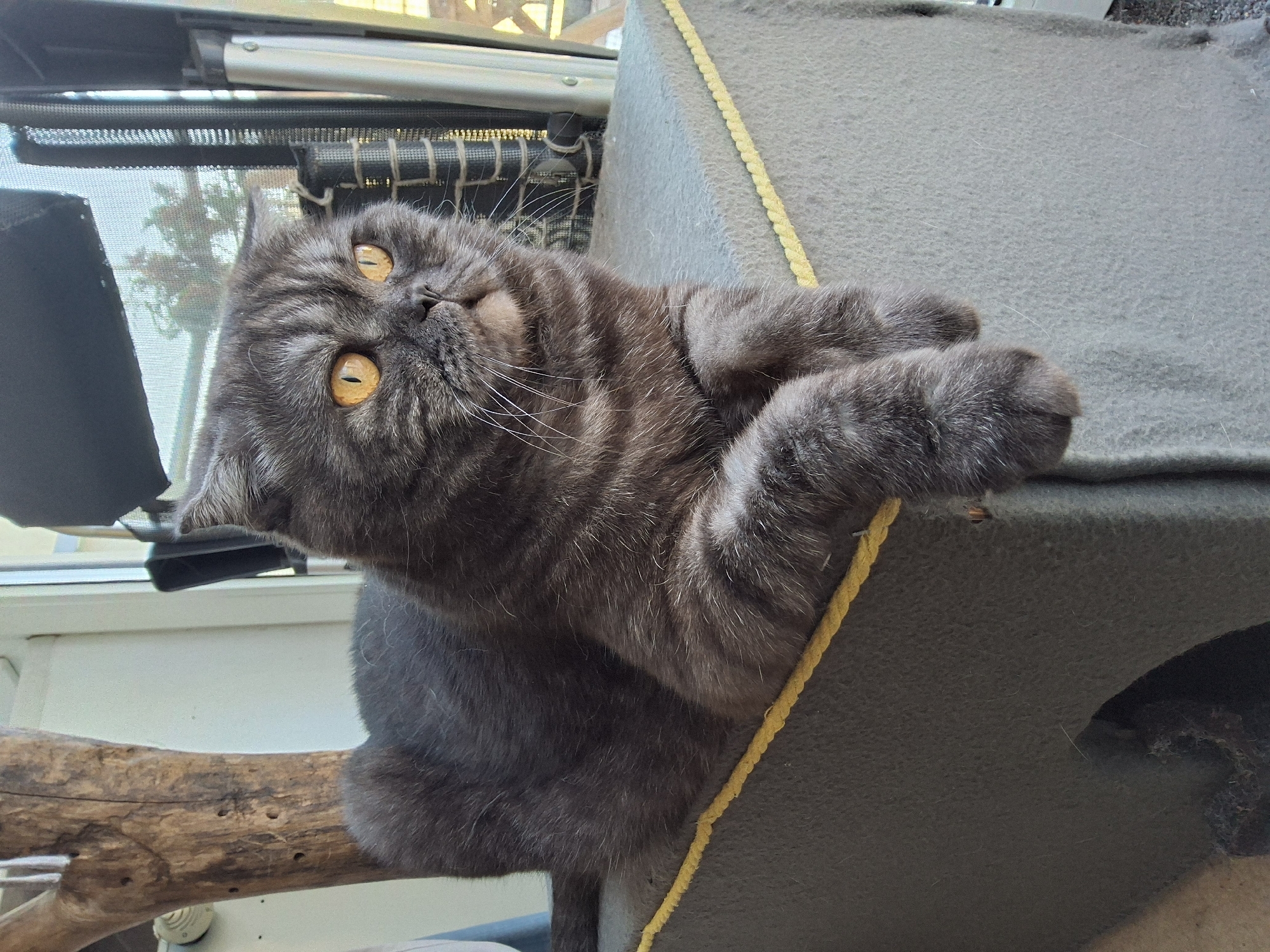 A grey tabby Scottish Fold cat with orange eyes is lying on a grey upholstered box with a yellow trim. The cat is positioned in the center of the frame, with its body angled to the left and its head turned to the right, looking away from the camera. The cat's front paws are resting on the edge of the box. The background consists of a wooden post to the left, a window with blinds and greenery visible through it to the right, and some part of a chair or stroller. The scene appears to be indoors, possibly in a home or a pet-friendly establishment.