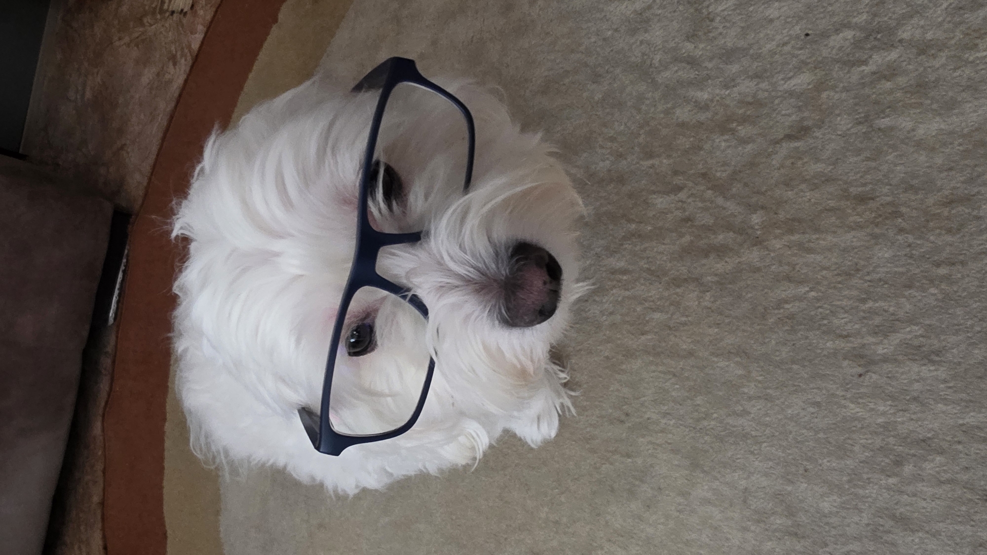 A fluffy, white dog sits on a carpet, wearing a pair of dark blue eyeglasses. The carpet is light beige with a brown and tan stripe on the left side, where the corner of a brown sofa is visible. The dog is positioned in the upper-left quadrant of the image, with empty carpet space to the right. The dog is looking at the camera with one eye visible and the eyeglasses are resting on its nose. It is not possible to identify the location of Blagoevgrad, Bulgaria from this image.