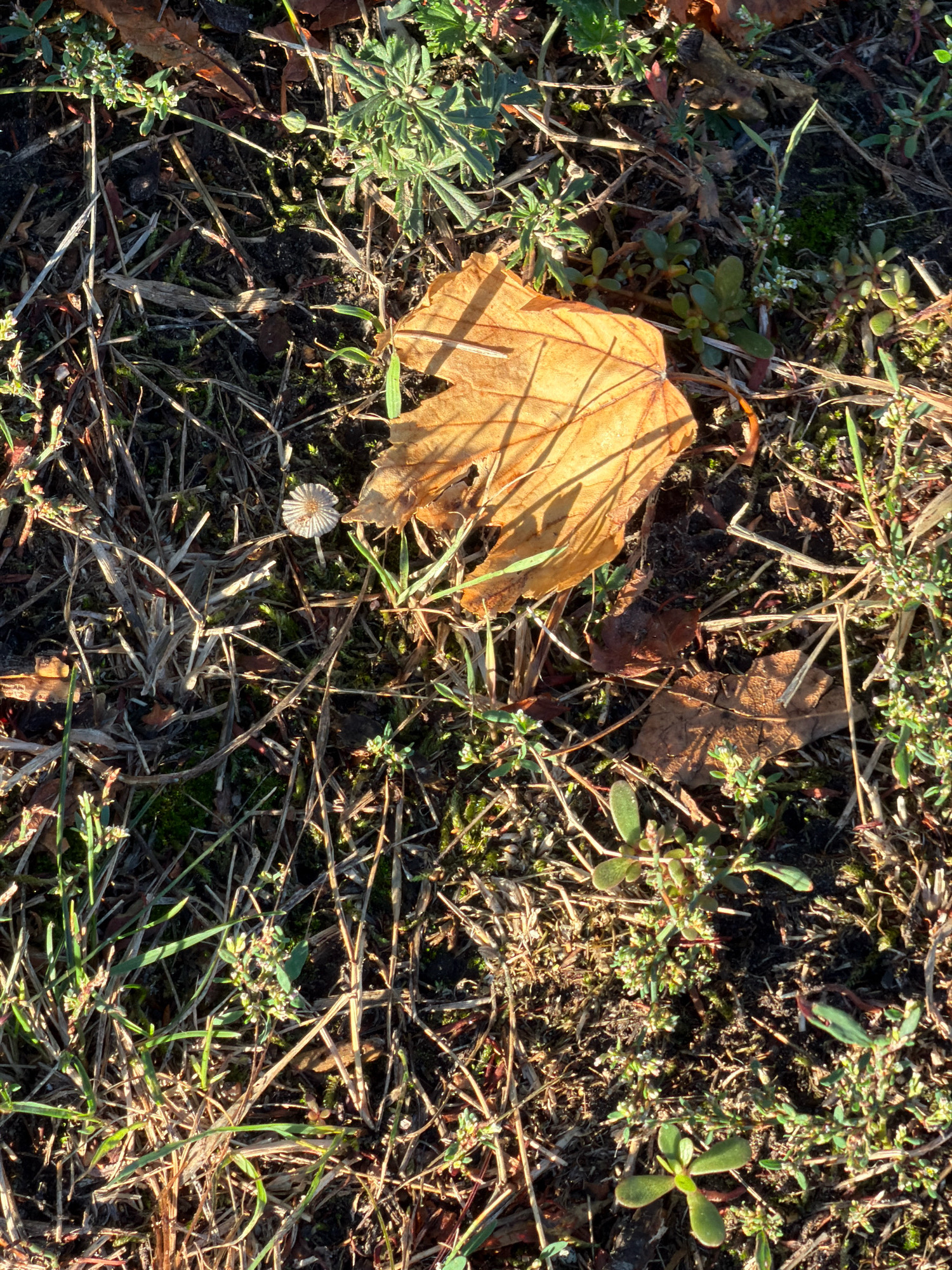 A single, dry, golden-brown maple leaf lies on the ground amongst dry grass, twigs, and small green plants. A tiny mushroom with a delicate cap and stem is visible to the left of the leaf. The ground appears to be soil mixed with organic debris. The scene is outdoors in what appears to be a natural setting, possibly a park or a wooded area, with sunlight casting shadows. There are no people or animals in the image.