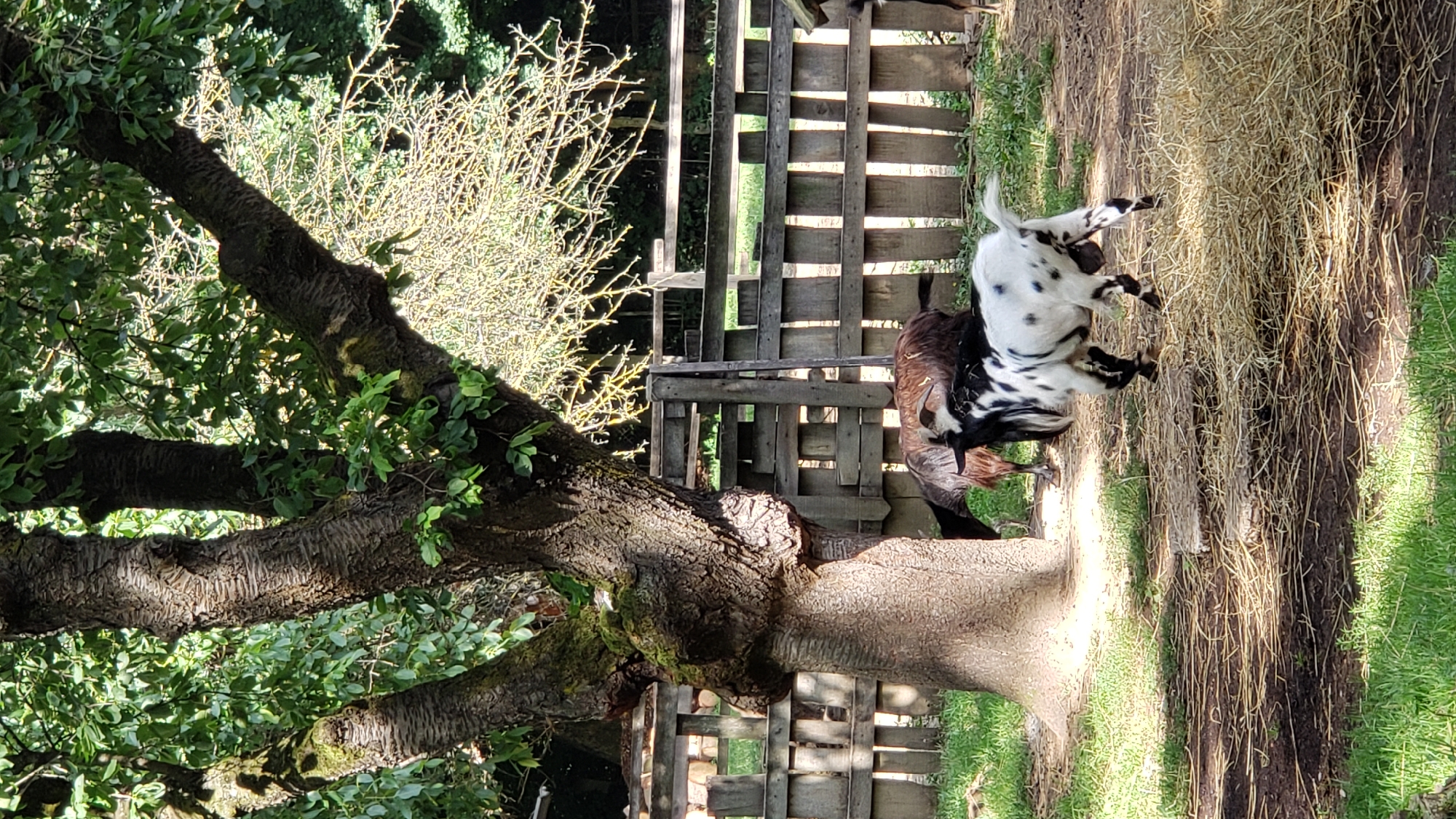 In the city of Prešov, Slovakia, a natural outdoor scene unfolds with multiple goats and a large tree. A black and white spotted goat stands prominently in the foreground, facing right and mid-stride. Behind it, a brown goat is visible, with only its head and upper body showing. A weathered wooden fence runs horizontally across the mid-ground, separating the grassy area from a wooded background. The ground is covered with a mix of grass, dirt, and straw. A large, mature tree with a thick, textured trunk and spreading branches dominates the left side of the frame, its leaves providing dappled shade. The overall impression is that of a rural or farm setting within Prešov.