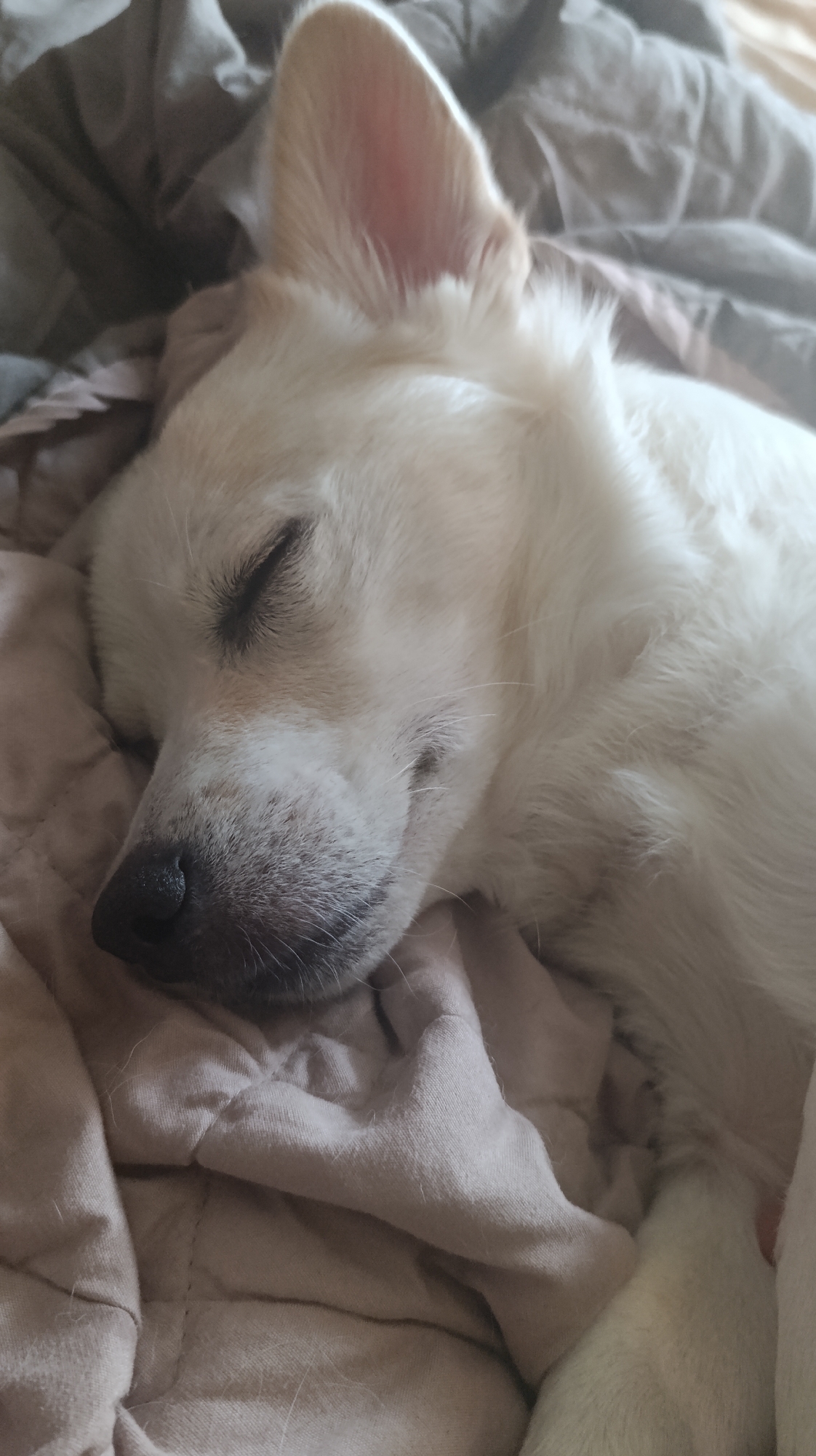 A close-up, eye-level shot shows a white dog sleeping on its side on a quilted surface, which is likely a blanket or bed. The dog's eyes are closed, and its head is resting on the quilted surface. Its ears are perked up, with one ear visible in full and the other partially obscured. The dog's fur is short and white. The background consists of dark, textured fabric. The lighting appears to be soft, suggesting it may be indoors or during twilight. The scene is calm and peaceful, depicting a sleeping animal in a comfortable setting.