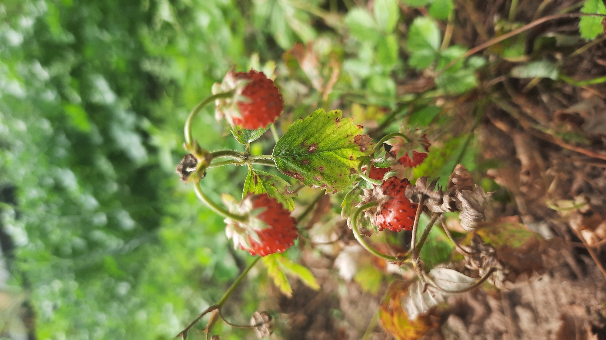 The image depicts a close-up, eye-level view of several wild strawberries growing on a plant. The strawberries are small and red, with visible seeds. Some of the leaves on the plant are green, while others are dried and brown. The background is blurred, showing out-of-focus green foliage. The ground beneath the plant appears to be covered in dry leaves and soil. The scene suggests a natural outdoor environment. The location is not specified in the image itself, but given the prompt's context, it is implied to be in the city of Shklow, Belarus.