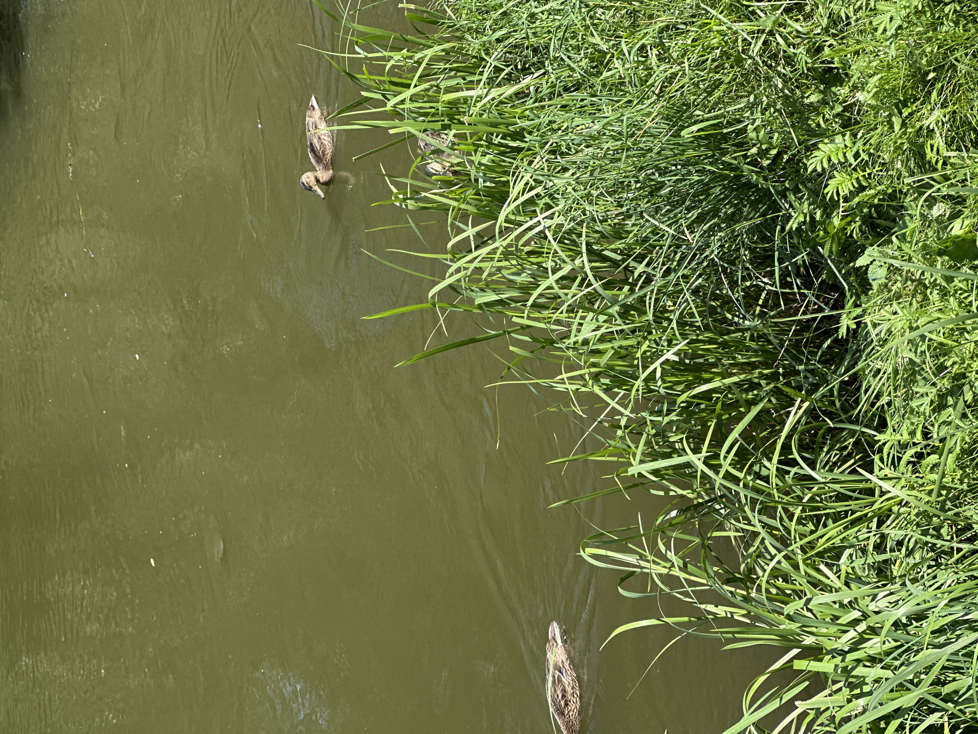 The image shows a body of murky green water, possibly a river or canal, with tall green grass growing along the right bank. Three mallard ducks are visible in the water. One duck is in the foreground on the left, facing right. Another duck is further back in the center, also facing right. The third duck is in the upper right corner, facing left. The water has ripples, indicating movement. The scene is lit by natural daylight. The location is identified as Svislach River in Minsk, Belarus.