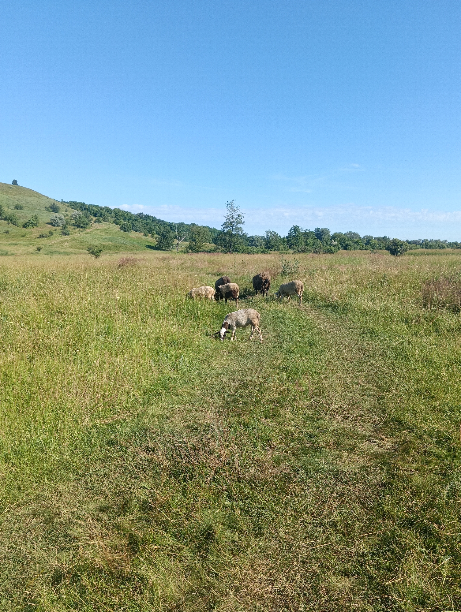 A flock of sheep grazes in a grassy field under a clear blue sky. The field is covered in tall, dry grass, with a dirt path winding through it. In the background, rolling hills are dotted with trees and shrubs. One sheep in the foreground is bent down, apparently eating grass. The other sheep are scattered across the field, some grazing, others standing. The scene appears to be in a rural or natural setting.