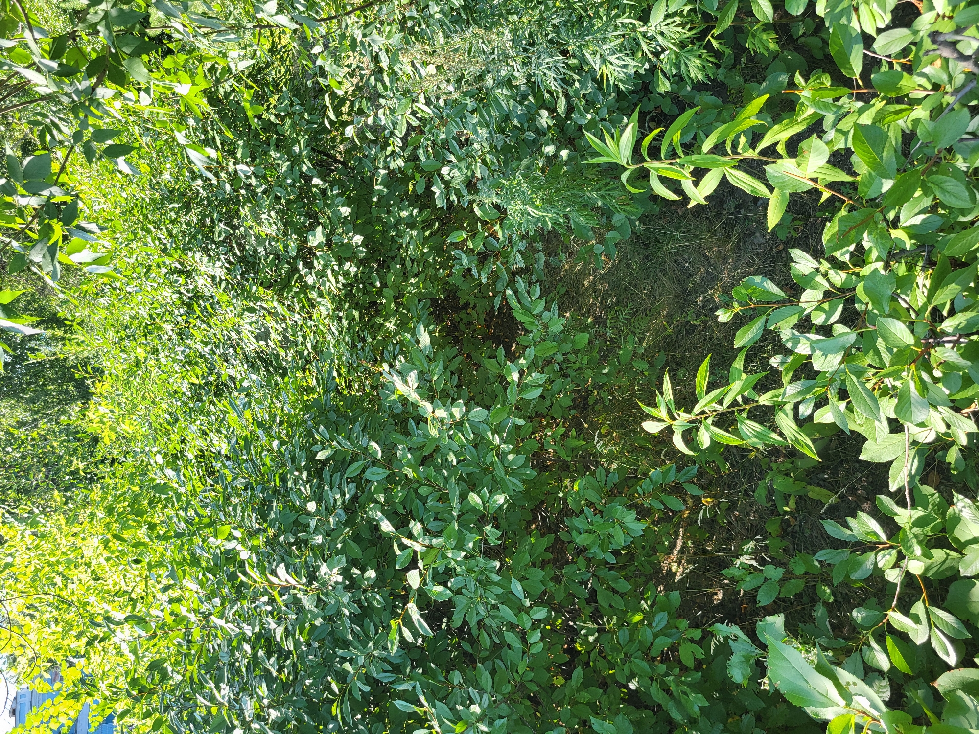 The image depicts a dense thicket of green foliage with sunlight filtering through the leaves. The vegetation appears to be a mix of trees and undergrowth, with many of the leaves in sharp focus. In the background, the top of a light blue building is partially visible, suggesting an urban or suburban setting. This specific building is located at ulitsa Maylina 105, Petropavl, Kazakhstan, indicating the photograph was taken in that vicinity. The ground is covered with dry grass and fallen leaves, and there are no people or animals visible in the scene. The overall impression is one of lush, overgrown nature.