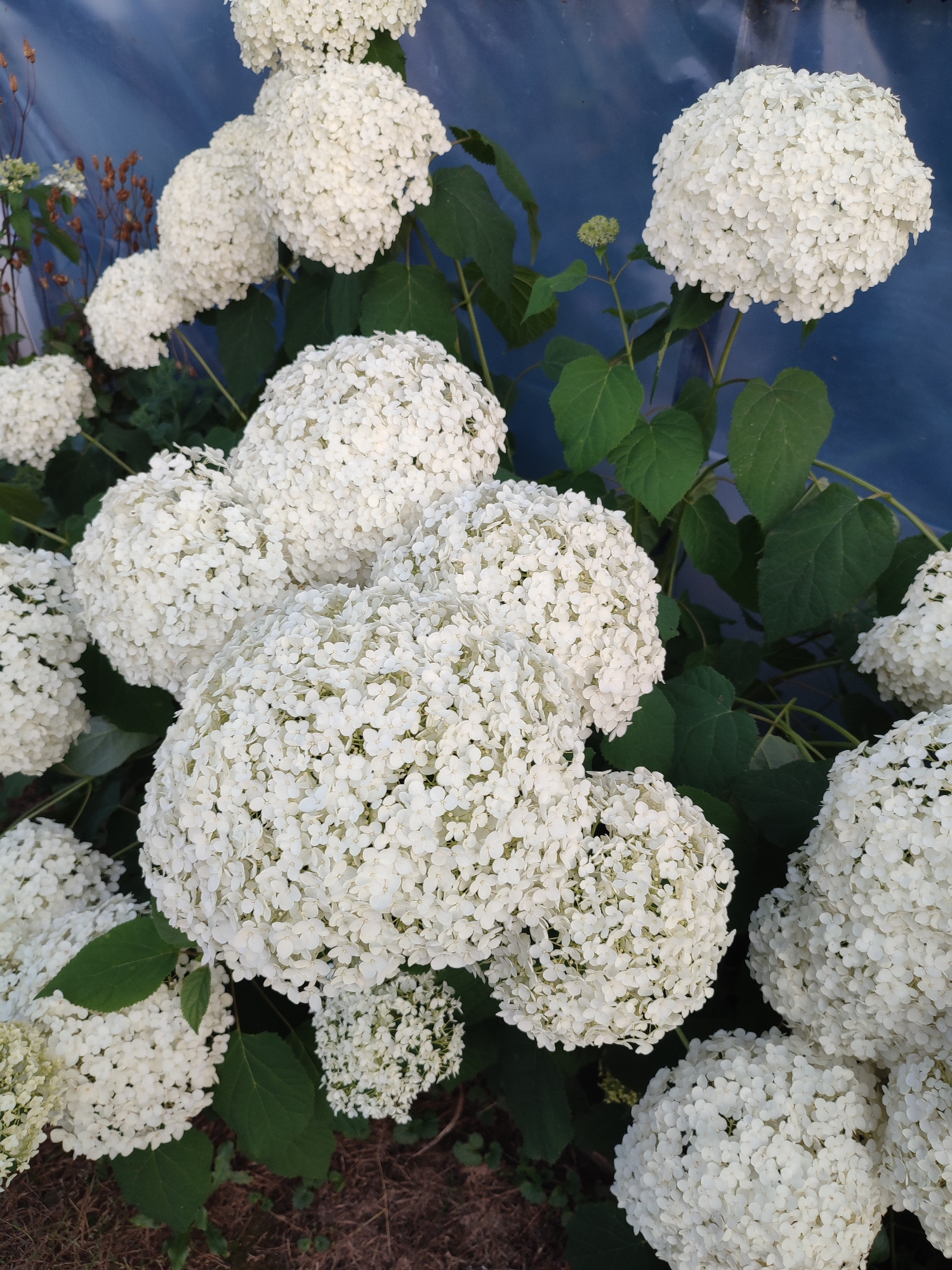 This media file is a close-up, vertical shot of a dense cluster of white hydrangeas in full bloom. The flowers are round and full, composed of numerous small, delicate petals, giving them a fluffy appearance. They are set against a backdrop of lush green leaves and a blurred, dark blue surface, possibly a tarp or a wall. In the lower part of the frame, dry brown mulch or soil is visible. To the left, some dried brown seed heads from a previous blooming stage are also present. The lighting suggests it is daytime, with natural light illuminating the flowers. There are no people, text, or specific activity depicted. The overall impression is one of abundant natural beauty, likely in a garden setting in Abinsk, Russia.