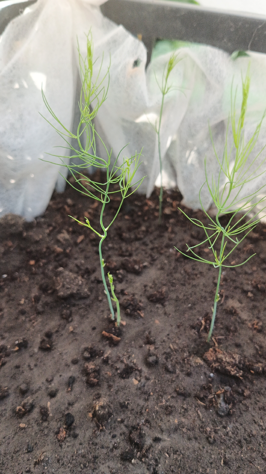 The image shows three young asparagus seedlings growing in dark soil. The seedlings are delicate and bright green, with feathery tops. They are planted in a container, partially covered by white, translucent horticultural fleece. The background is blurred, but it appears to be outdoors. The image is taken from a close-up, low-angle perspective, focusing on the plants and the soil. There are no people visible in the image. The scene is consistent with a garden or balcony setting. No specific location in Kryvyi Rih, Ukraine can be determined from the image.