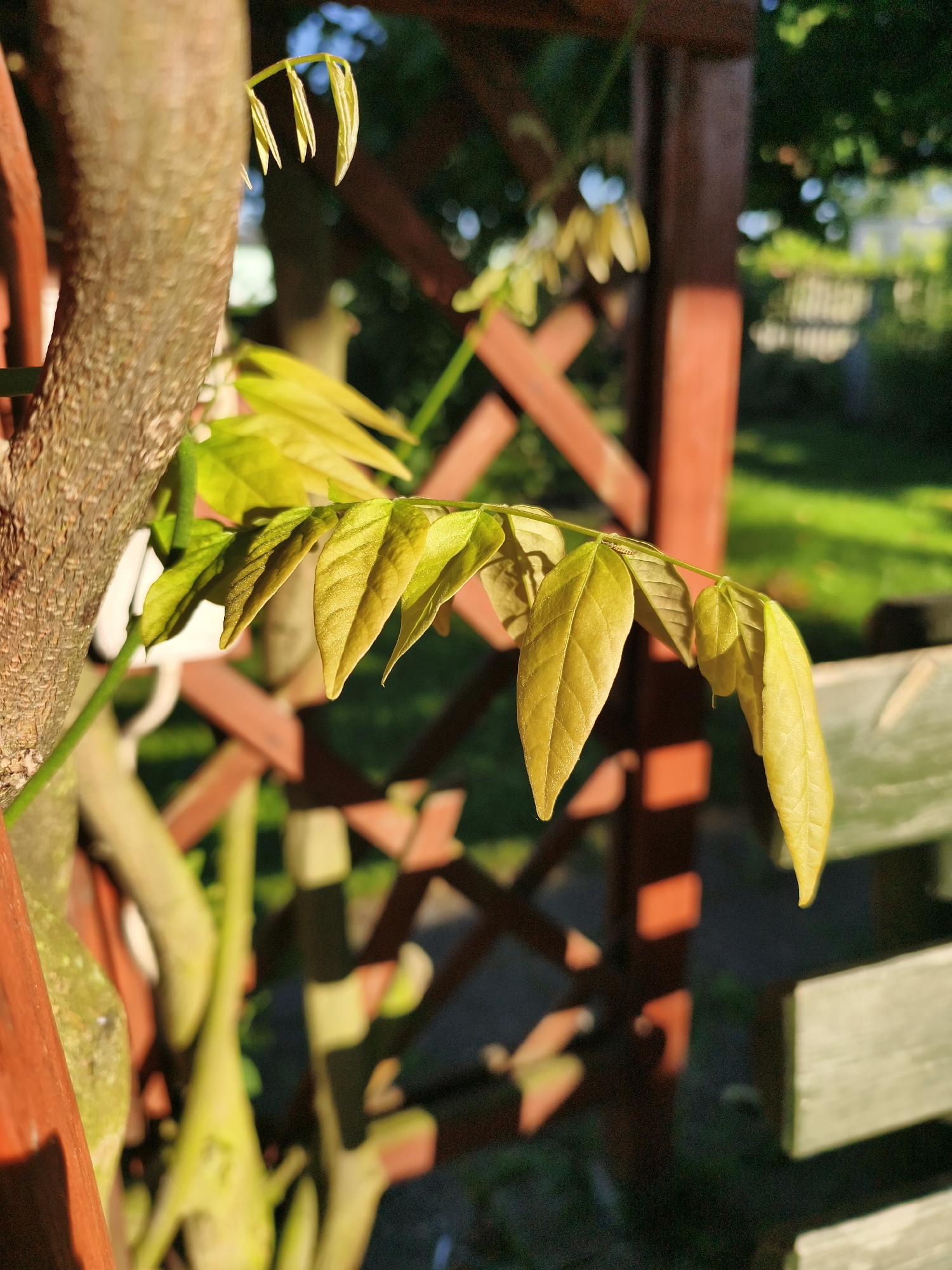 The image shows a close-up view of a branch with young, light-green leaves. The leaves are clustered together and some are partially unfurled. The branch is attached to a larger, rough-barked trunk on the left side of the frame. In the background, there is a wooden lattice structure, possibly part of a fence or garden trellis, painted in a reddish-brown color. Sunlight casts shadows through the lattice onto the ground, which appears to be covered in grass. The overall setting suggests an outdoor environment, likely a garden or park. The image was taken in Tczew, Poland.