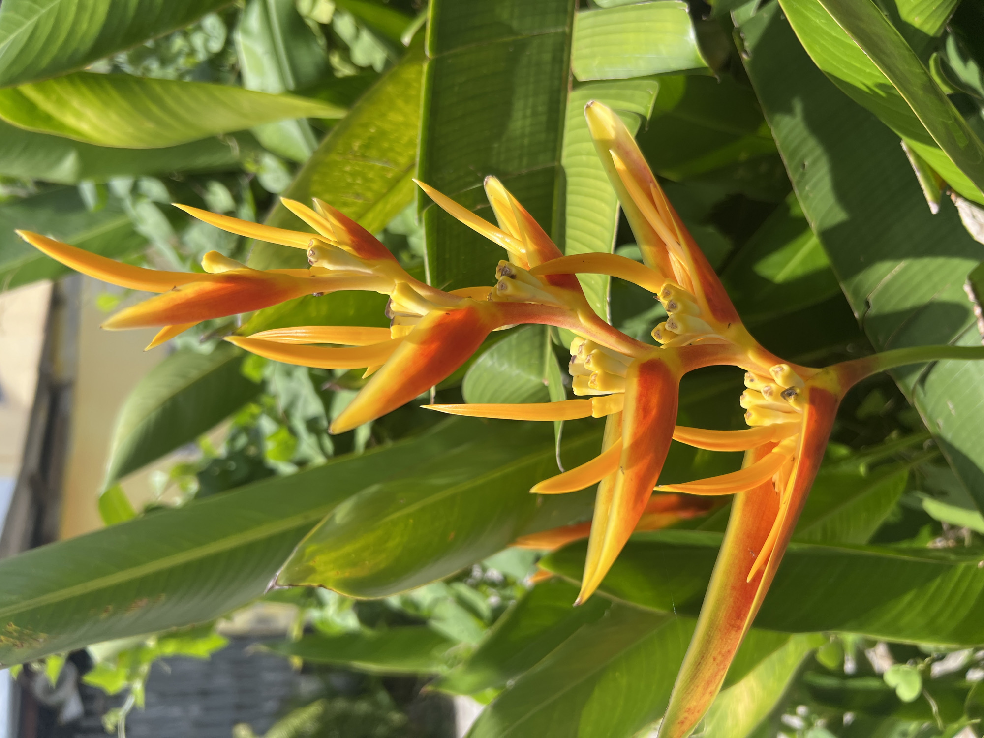 This is a close-up, eye-level shot of a heliconia flower cluster outdoors in Choeng Thale, Thailand. The bright orange and yellow flower parts are the main focus, with the tips of the petals being a vibrant yellow and the lower parts transitioning to a reddish-orange. Small, pale yellow florets are visible nestled within the bracts. The flower is surrounded by lush, green leaves, some of which are large and paddle-shaped, characteristic of tropical foliage. In the background, out of focus, are glimpses of what appear to be buildings and possibly a fence, suggesting a residential or garden setting within the city. The lighting is bright, indicating a sunny day. No people are present in the image.