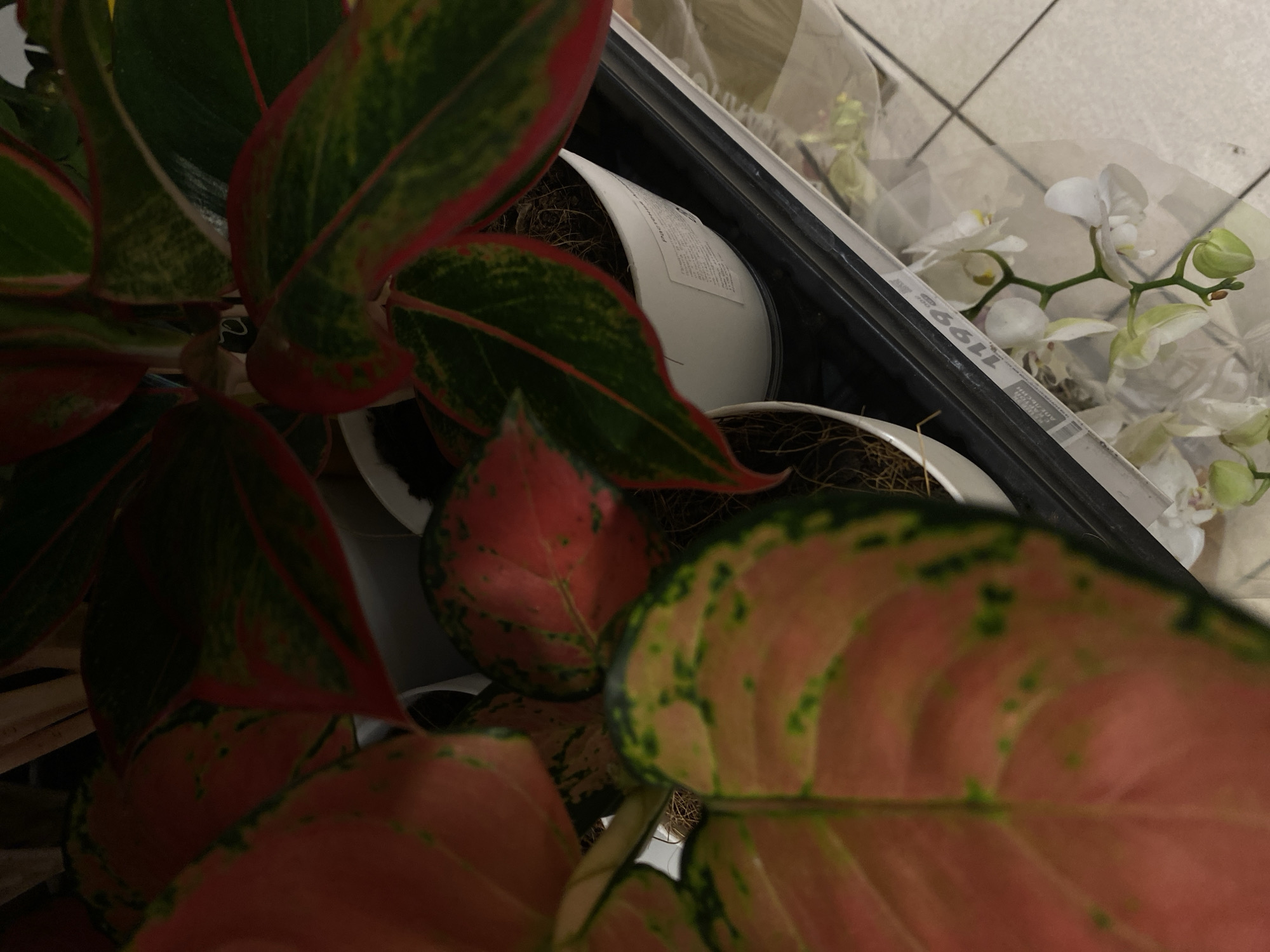 The image shows a close-up view of several potted plants, including a large plant with red and green leaves in the foreground. The plant is in a white pot, and the soil is visible. In the background, there are other potted plants and a display of white orchids. A price tag with the number "1199" is visible on the shelf. The plants are likely on display in a store, possibly a flower shop or a supermarket. The scene appears to be indoors, and the lighting suggests it is daytime. There are no people visible in the image. The setting does not provide any specific indicators of the city of Lomonosov, Russia, or any other particular location.