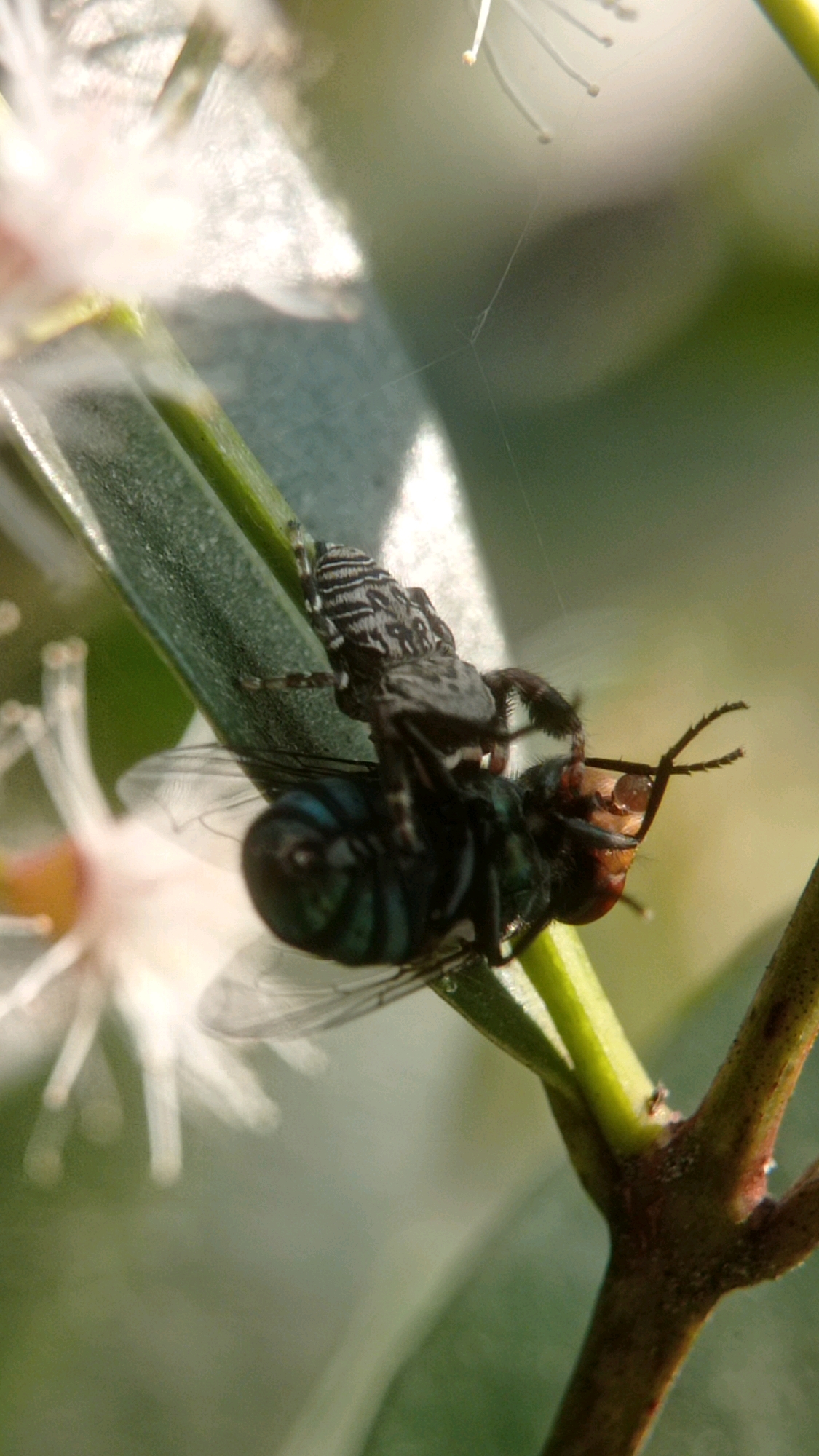 In Bedali, Indonesia, a spider is consuming a fly on a green stem. The spider, with a black and white striped pattern on its back, is positioned on top of the fly, biting into its head. The fly is dark green and appears to be deceased. The background is blurred, with hints of white flowers and green foliage, suggesting an outdoor setting within a garden or natural area. The lighting suggests it is daytime, with sunlight filtering through the leaves, creating highlights and shadows. There are no people visible in the image.