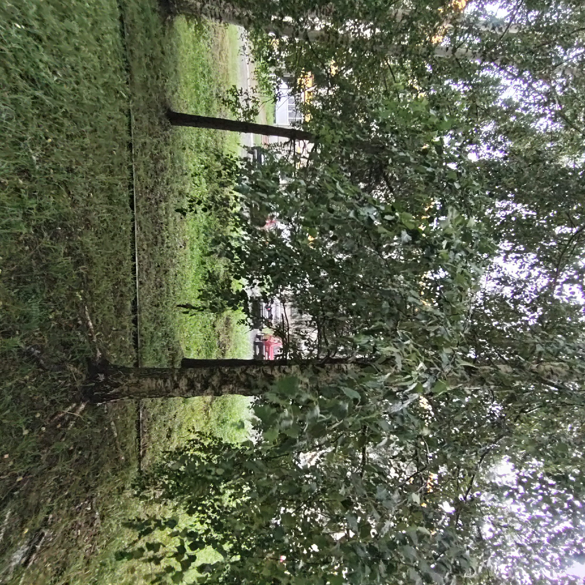 The image depicts a natural scene with trees and grass in what appears to be a residential area. In the background, there are several vehicles, including a red car, parked near a building. The trees are leafy and green, suggesting a temperate climate. The ground is covered in grass and some fallen leaves. A dark, thin hose or cable runs horizontally across the grassy area in the mid-ground. The overall impression is of a peaceful, everyday setting.